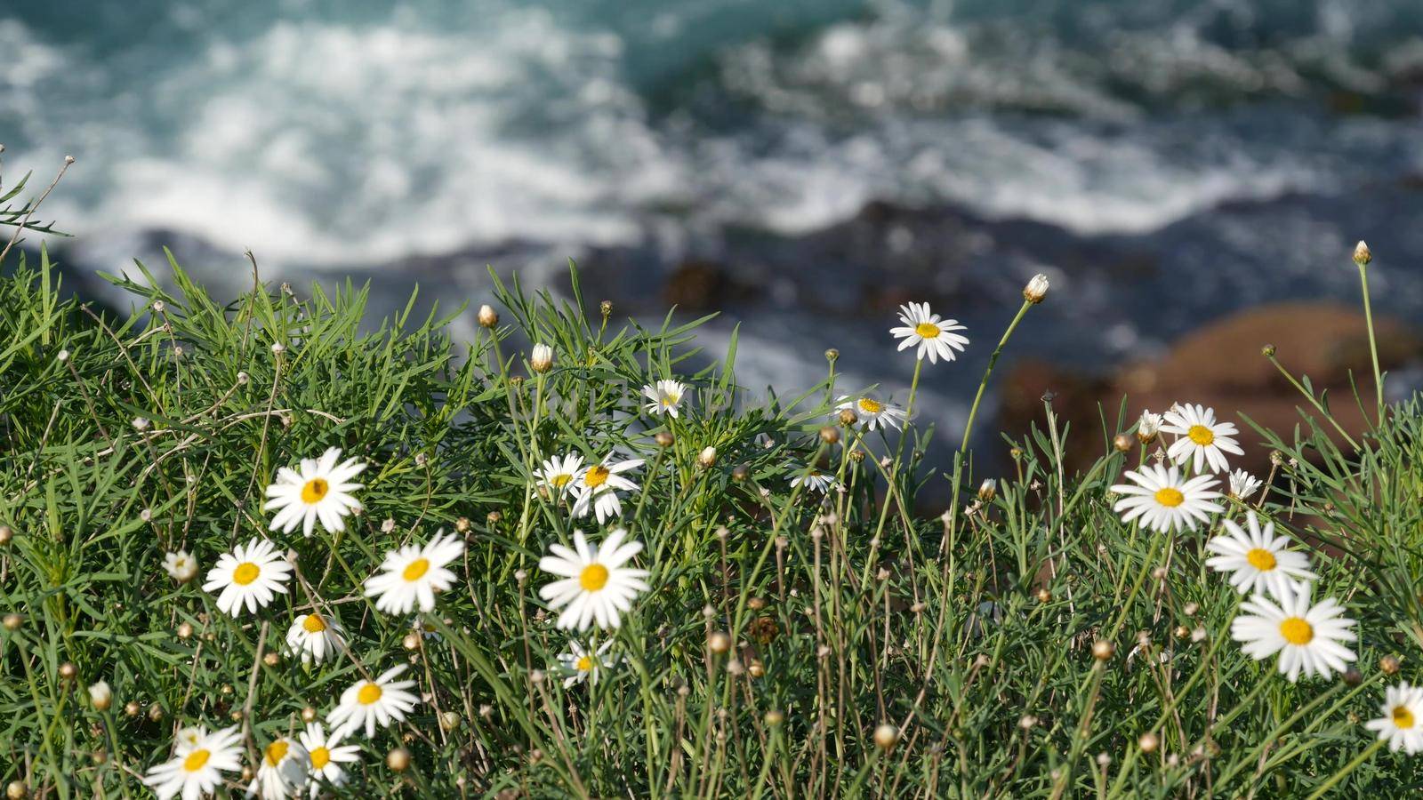 Simple white oxeye daisies in green grass over pacific ocean splashing waves. Wildflowers on the steep cliff. Tender marguerites in bloom near waters edge in La Jolla Cove San Diego, California USA by DogoraSun