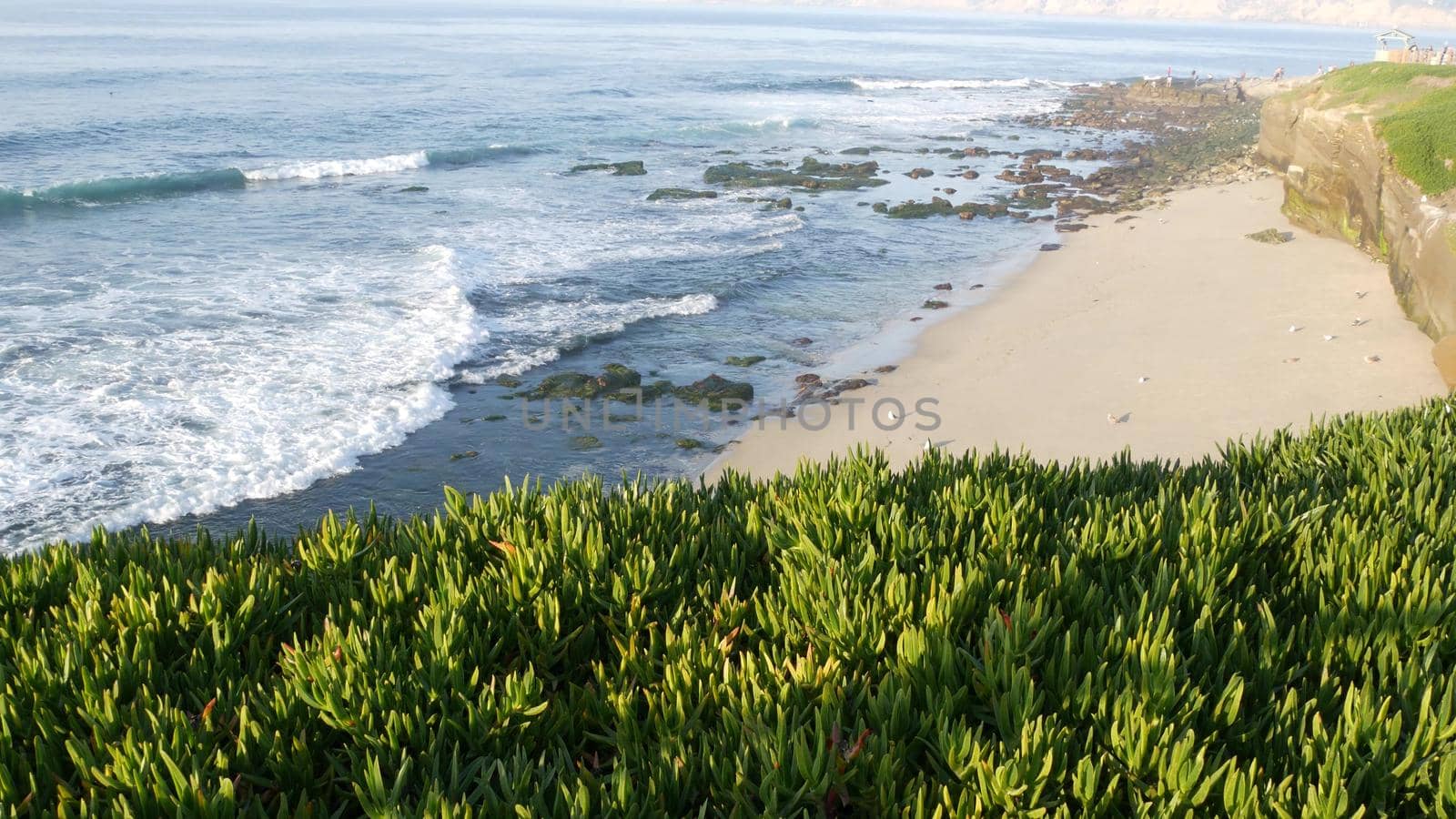 Green pigface sour fig succulent over pacific ocean splashing waves. Ice plant greenery on the steep cliff. Hottentot sea fig near waters edge, vista point in La Jolla Cove, San Diego, California USA.