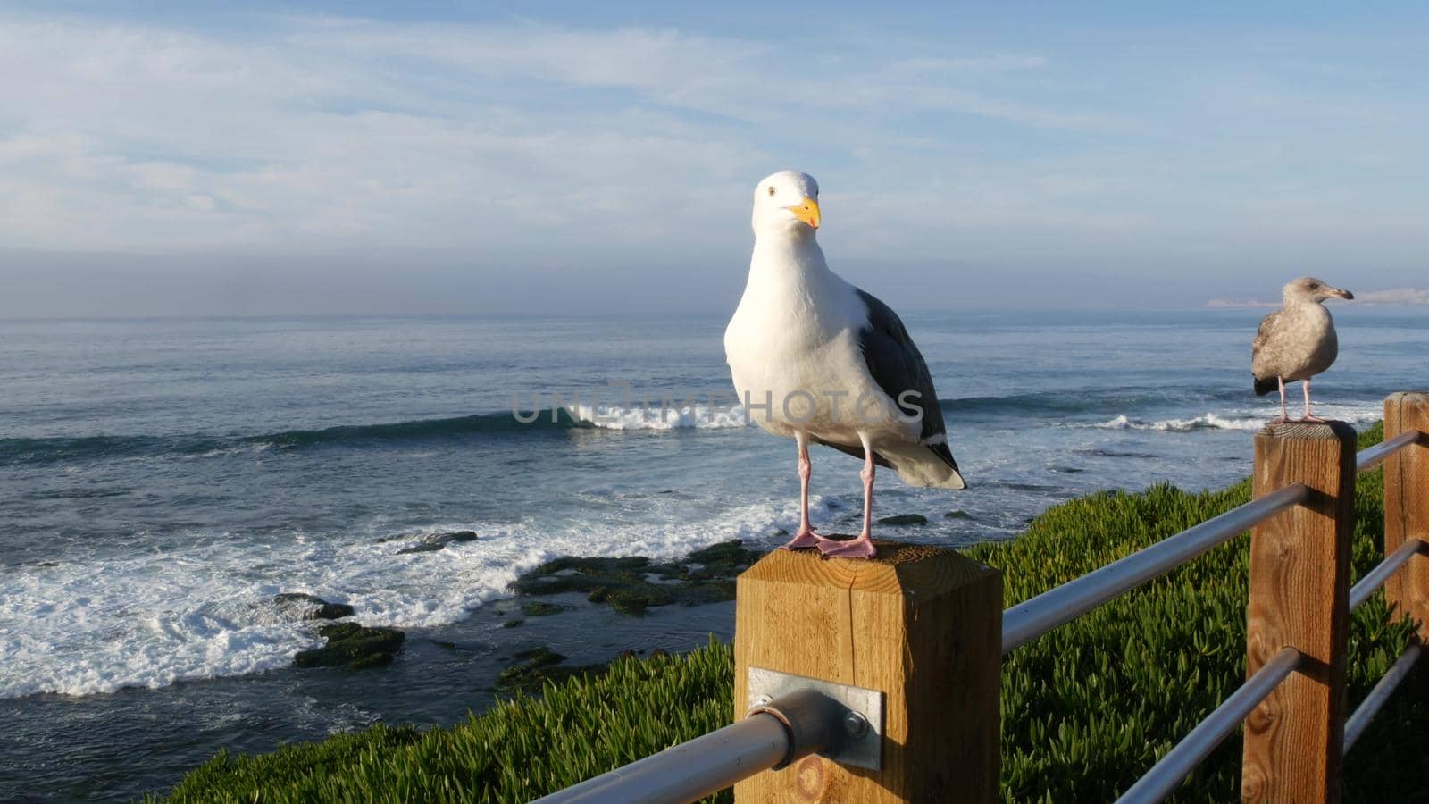 Funny sea gull birds on railings. Seagulls and green pigface sour fig succulent, pacific ocean splashing waves. Ice plant greenery on steep cliff. Vista point in La Jolla, San Diego, California USA.