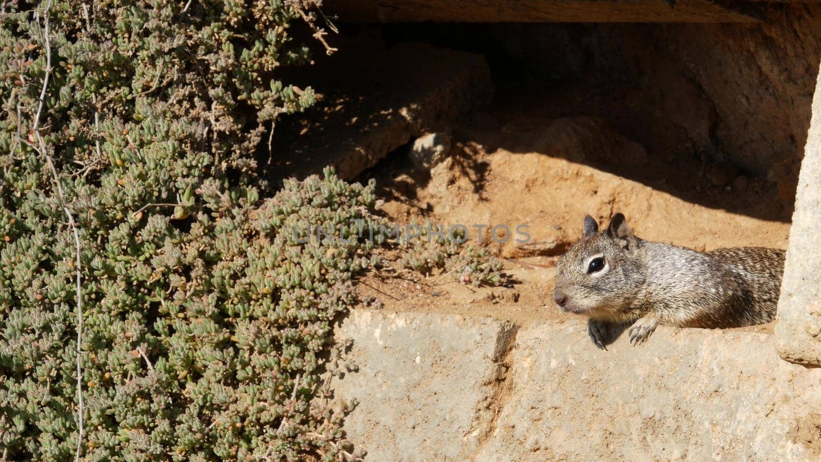 Beechey ground squirrel, common in California, Pacific coast, USA. Funny behavior of cute gray wild rodent. Small amusing animal in natural habitat. Pretty little endemic looking for food in America.