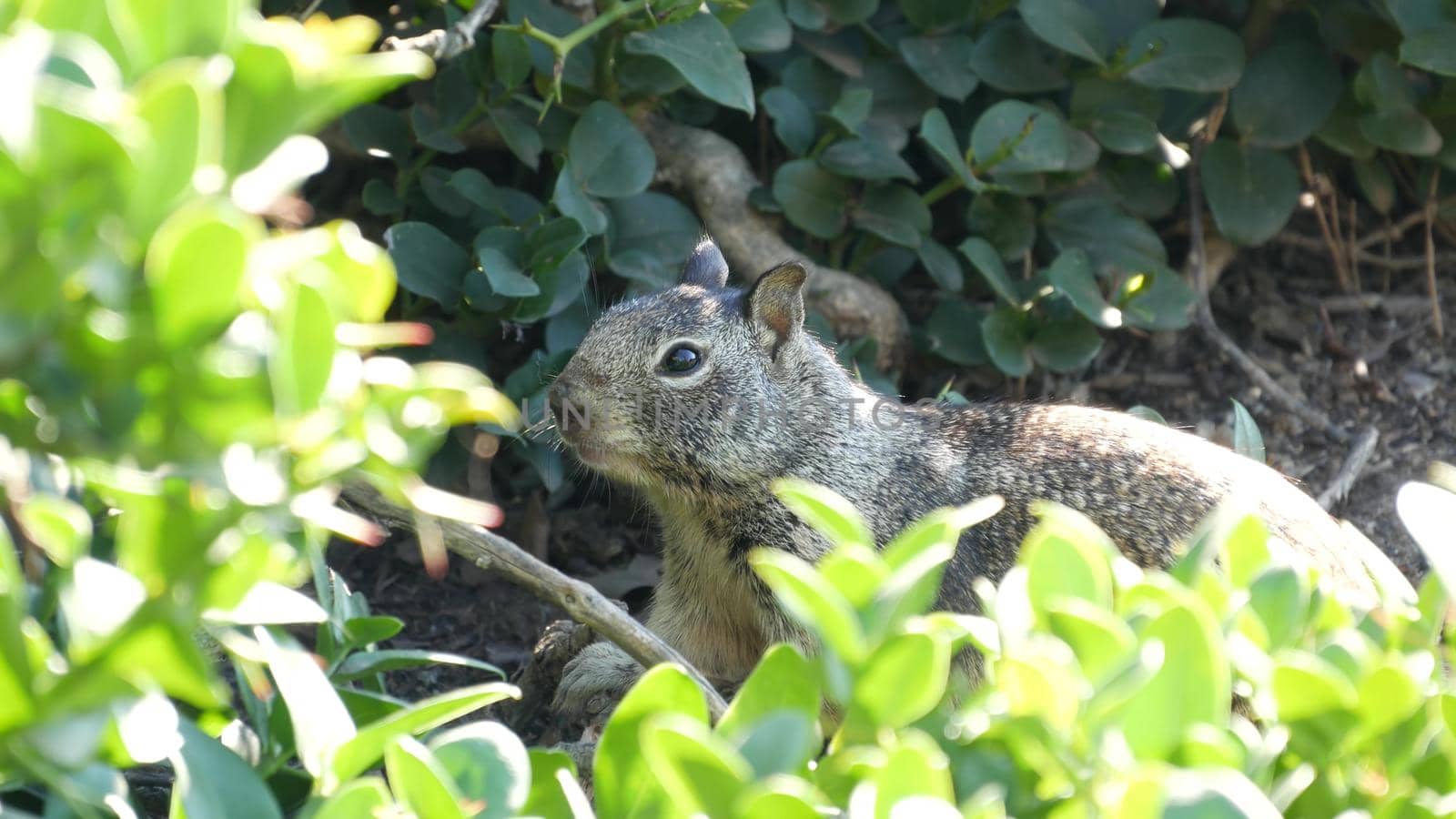 Beechey ground squirrel, common in California, Pacific coast, USA. Funny behavior of cute gray wild rodent. Small amusing animal in natural habitat. Pretty little endemic looking for food in America by DogoraSun