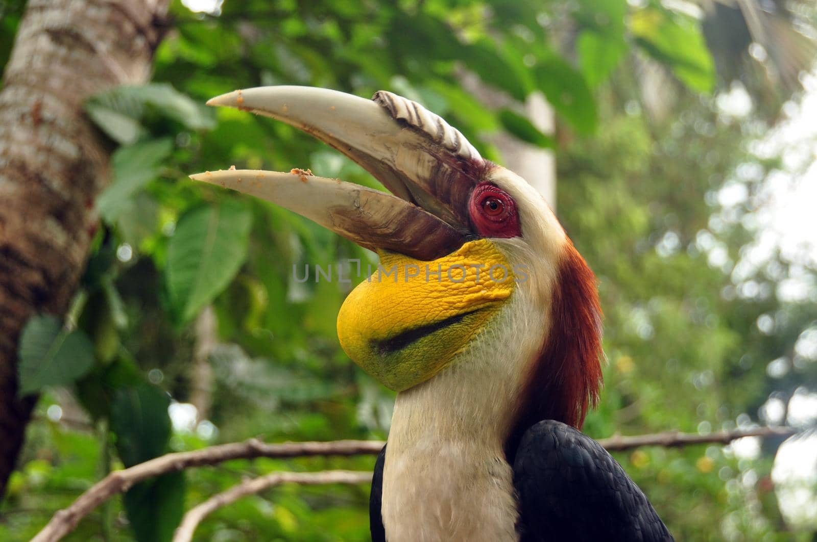 Multicolored great Indian hornbill, Beautiful exotic great Indian hornbill with big beak against tropical forest by DogoraSun