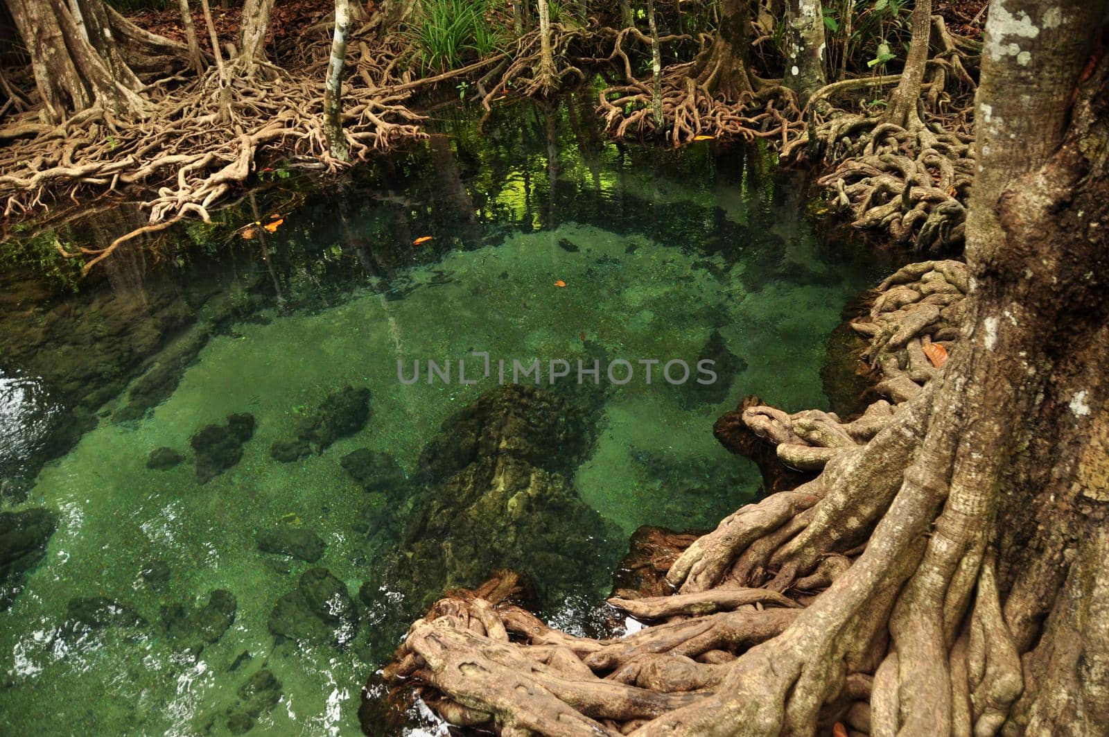 Transparent water in wild tropical pond or river, From above shot of clear water in small lake with mangrove trees roots around