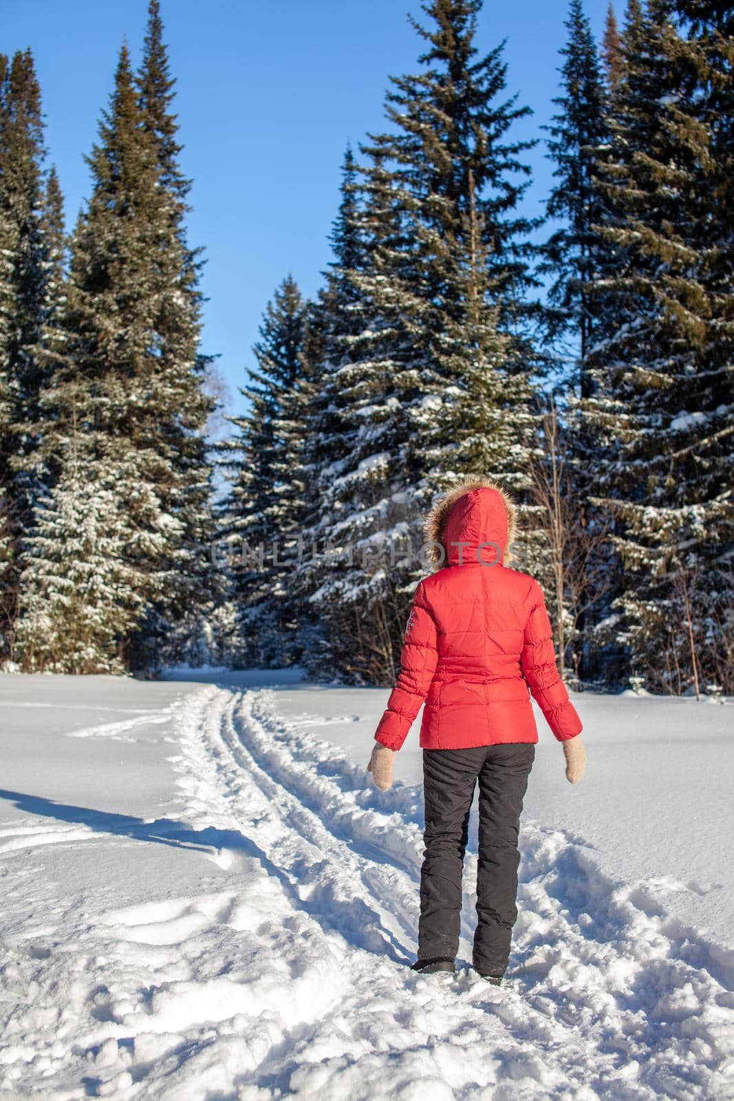 A girl in a red jacket walks through a snow-covered forest on a winter day. Rear view. A man on the background of a beautiful winter nature