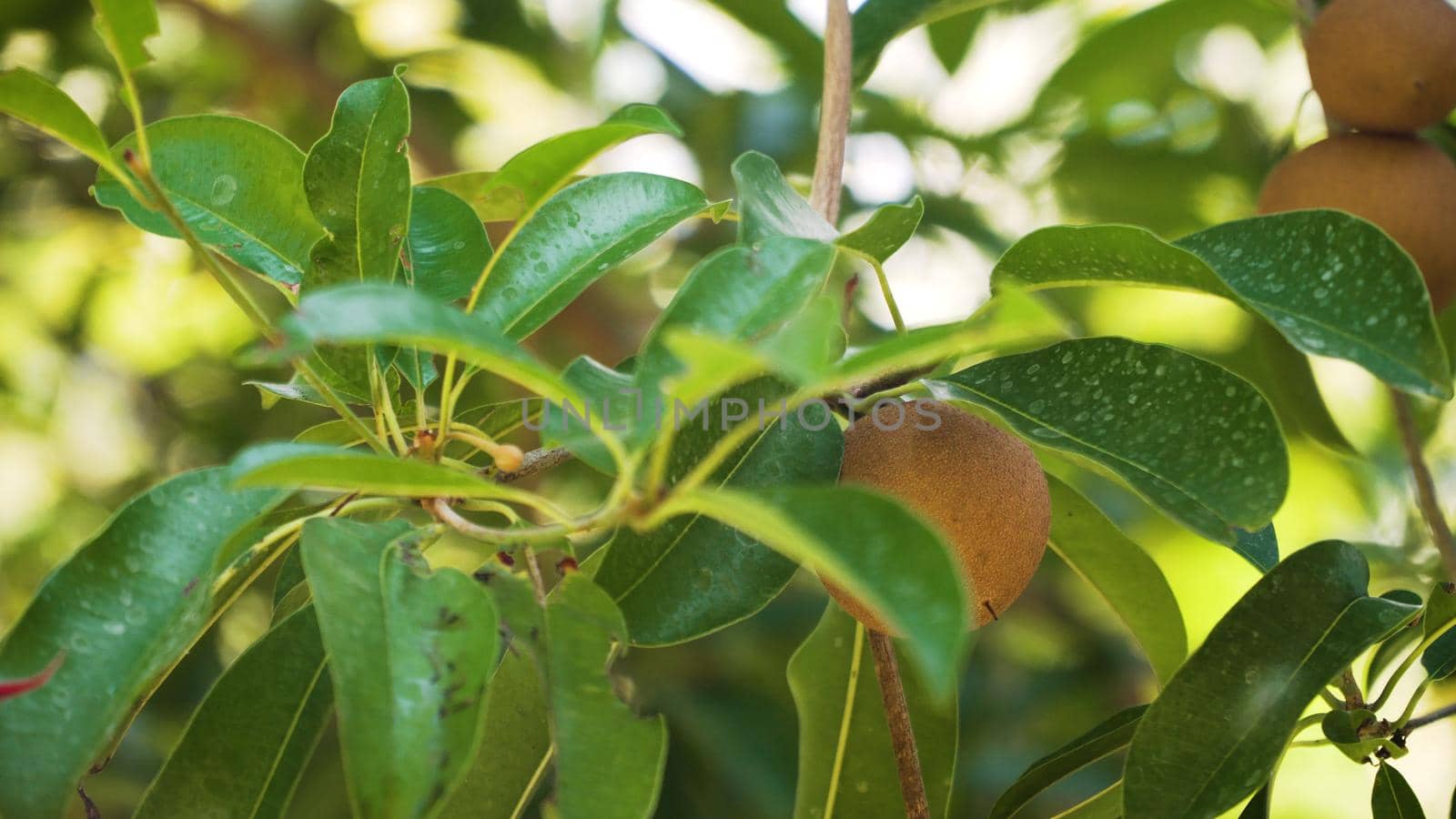tropical fruit sapodilla on tree branch. Tropical plant sapodilla with brown fruits and green leaves