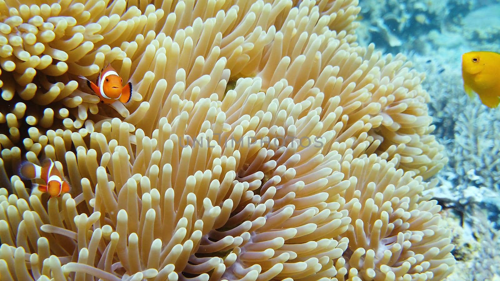 Clown fish and sea anemone, natural symbiosis. Coral reef with fishes. Tropical underwater sea fishes.