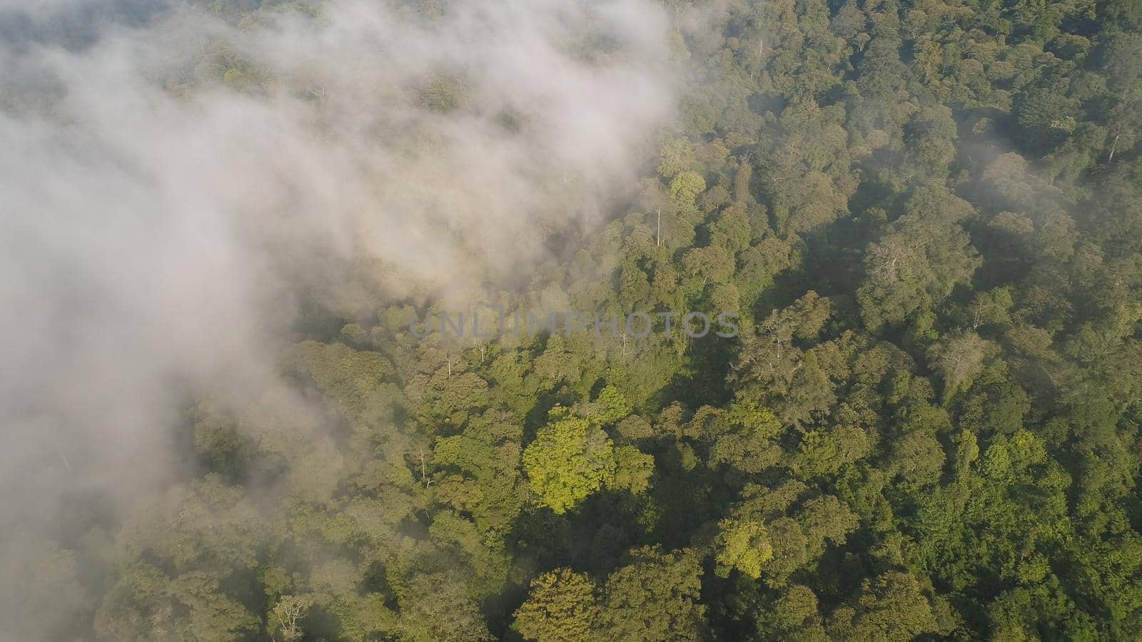 aerial view tropical forest covered clouds with lush vegetation and mountains, java island. tropical landscape, rainforest in mountainous area Indonesia. green, lush vegetation.