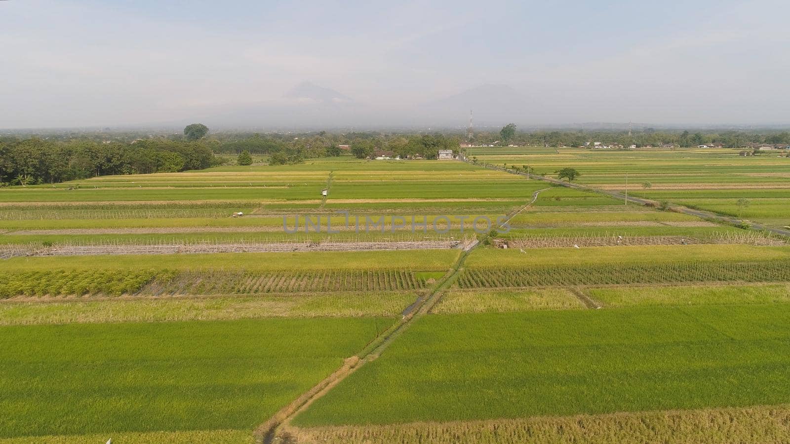 aerial view rice fields, agricultural land with sown green in countryside. farmland with agricultural crops in rural areas Java Indonesia. Land with grown plants of paddy