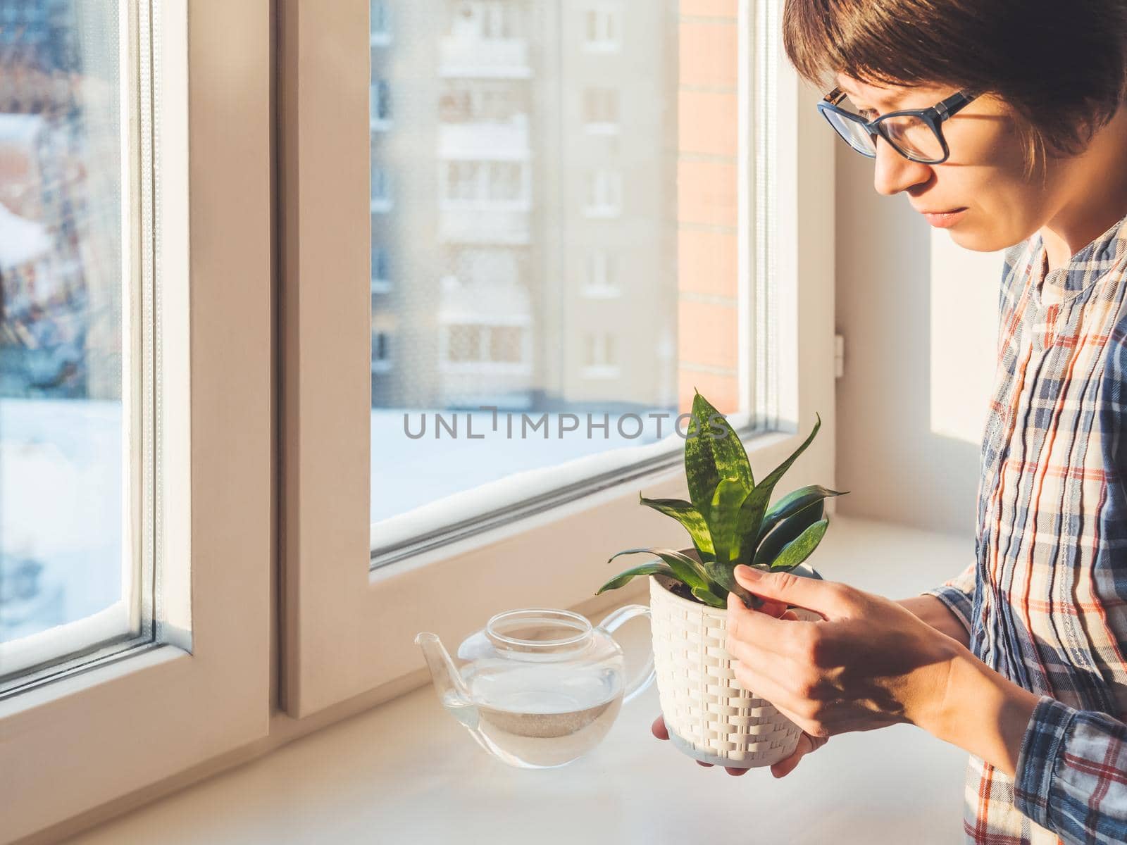 Woman takes care of succulent plants in flower pots on window sill. Sansevieria, Crassula. Peaceful botanical hobby. Gardening at home. Winter sunset.