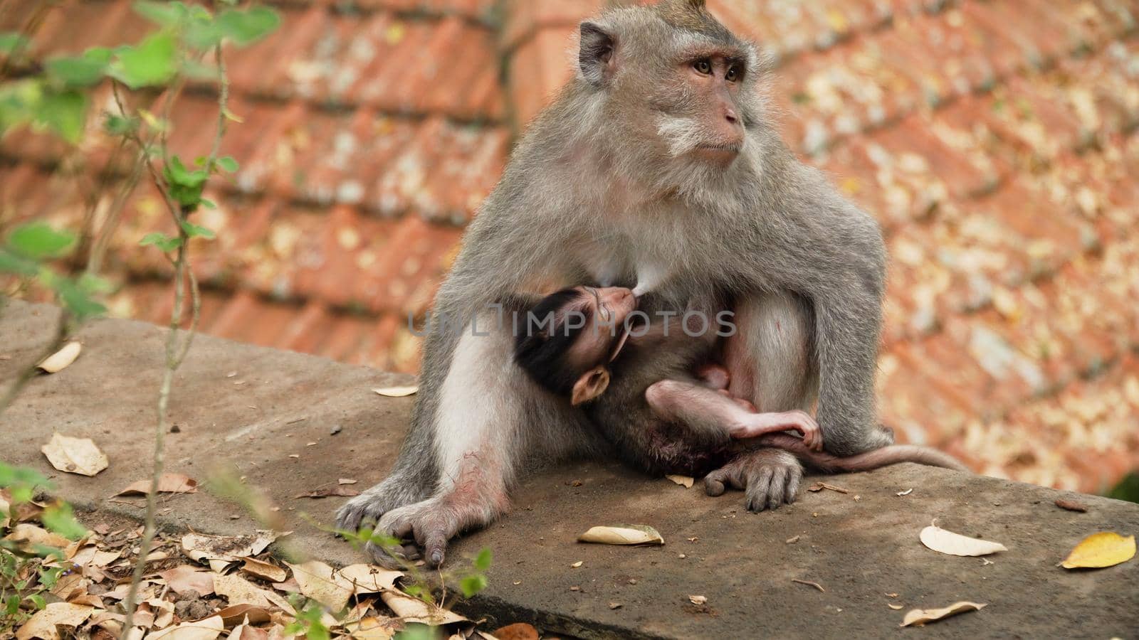 monkey mother breastfeeds baby. Monkey macaque in the rain forest. Monkeys in the natural environment. Bali, Indonesia. Long tailed macaques, Macaca fascicularis