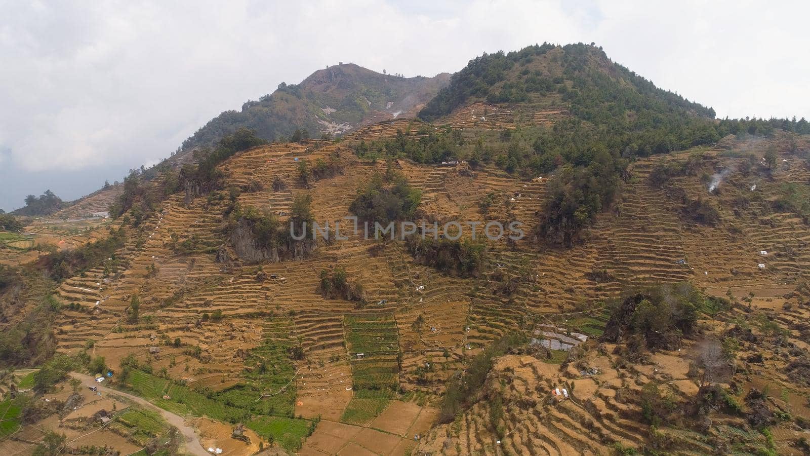 agricultural land in mountains fields with crops, trees. Aerial view farmlands on mountainside Java, Indonesia. tropical landscape