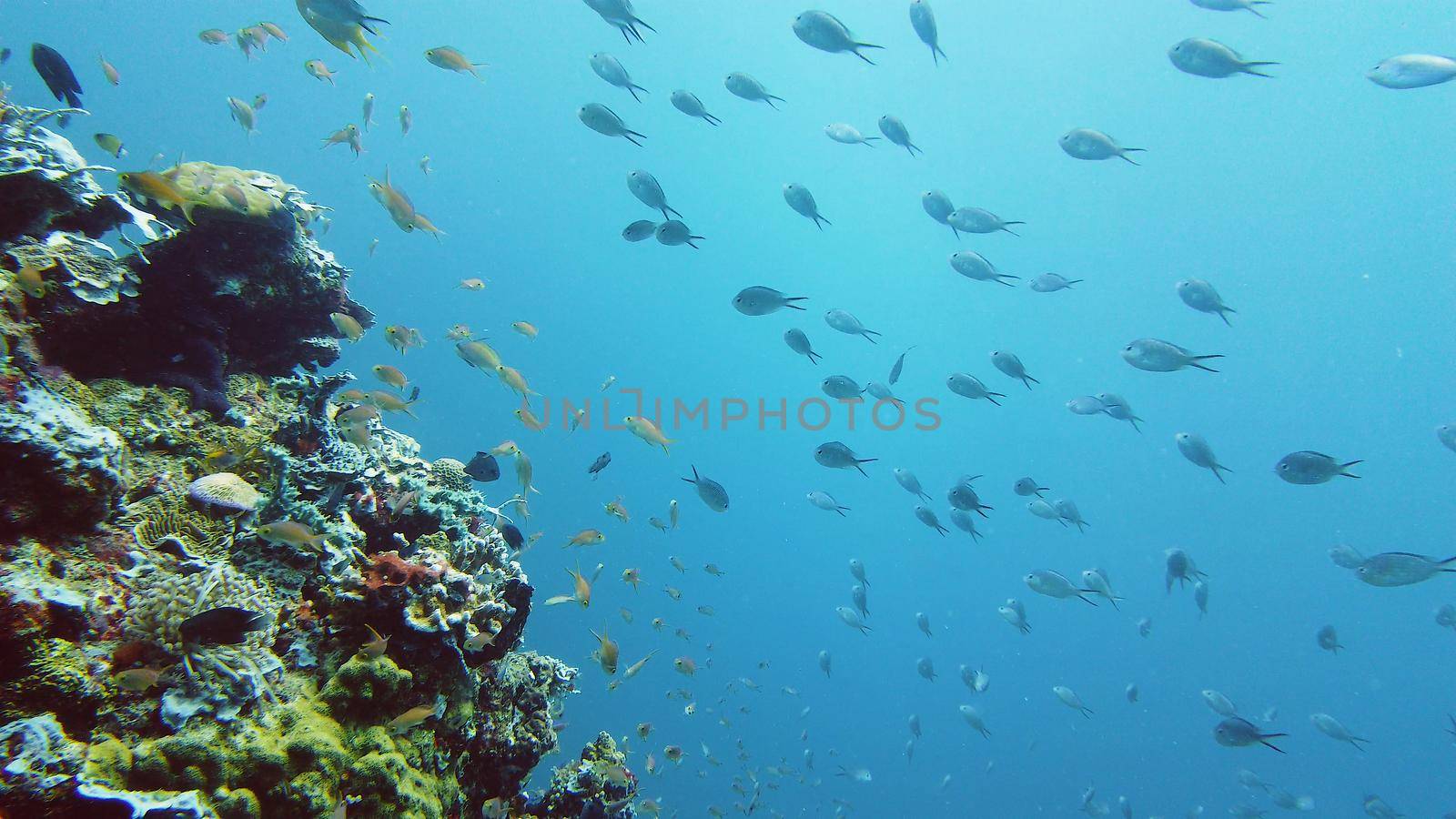 Tropical coral reef seascape with fishes, hard and soft corals. Underwater video. Leyte, Philippines.