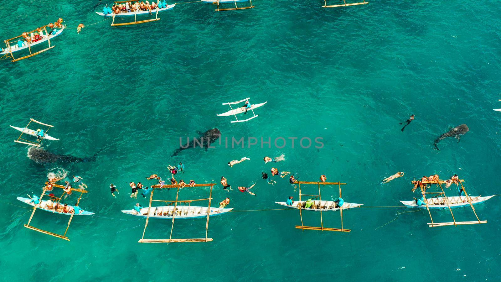 Aerial view of tourists snorkeling and watch whale sharks in turquoise water. Summer and travel vacation concept. Oslob, Philippines, Cebu Island.