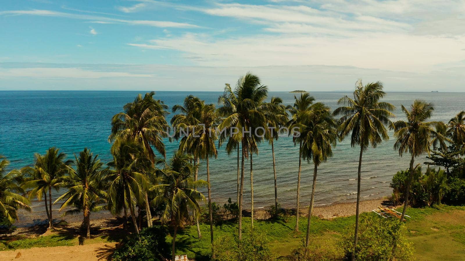 Rice field with yellowish green grass, on the background of blue sea, sky, cloud. Landscape with rice field and palm trees by the sea.