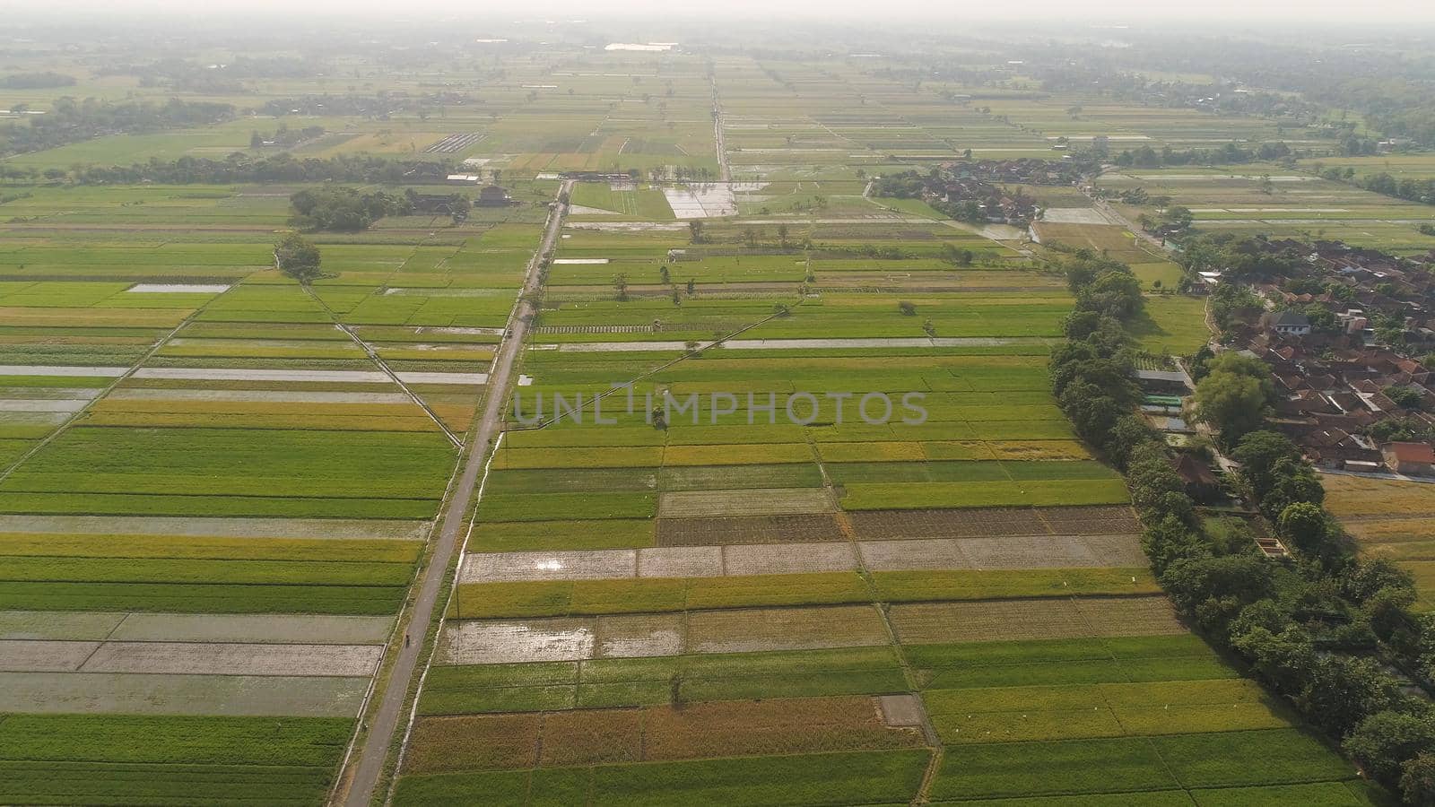 aerial view rice fields, agricultural land with sown green in countryside. farmland with agricultural crops in rural areas Java Indonesia. Land with grown plants of paddy