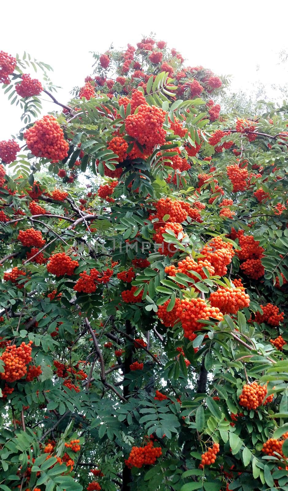 Ripening bright orange rowan berries, collected in bunches, hang on a tree.