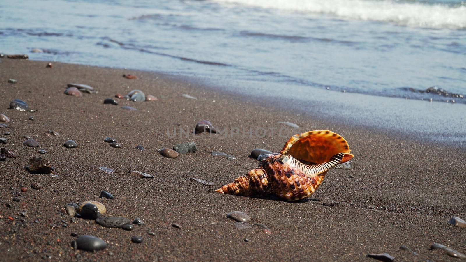 sea shell on sandy beach against sea surf. shell horn on coast seascape
