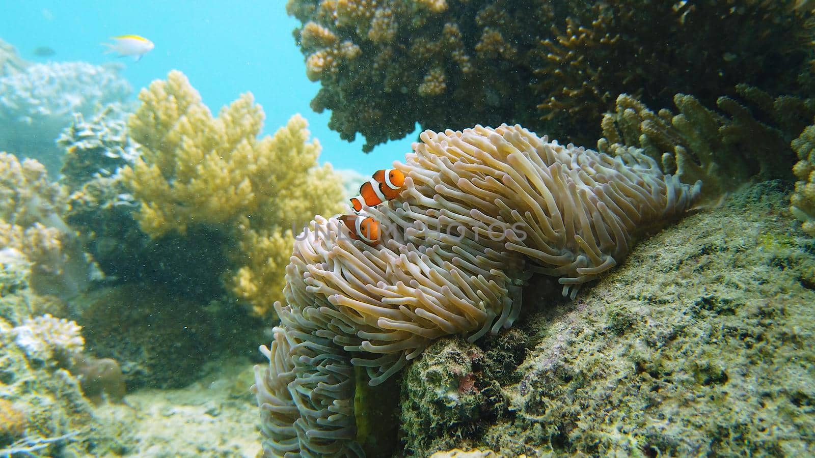 A Clown Anemonefish sheltering among the tentacles of its sea anemone. Underwater world with corals and tropical fishes