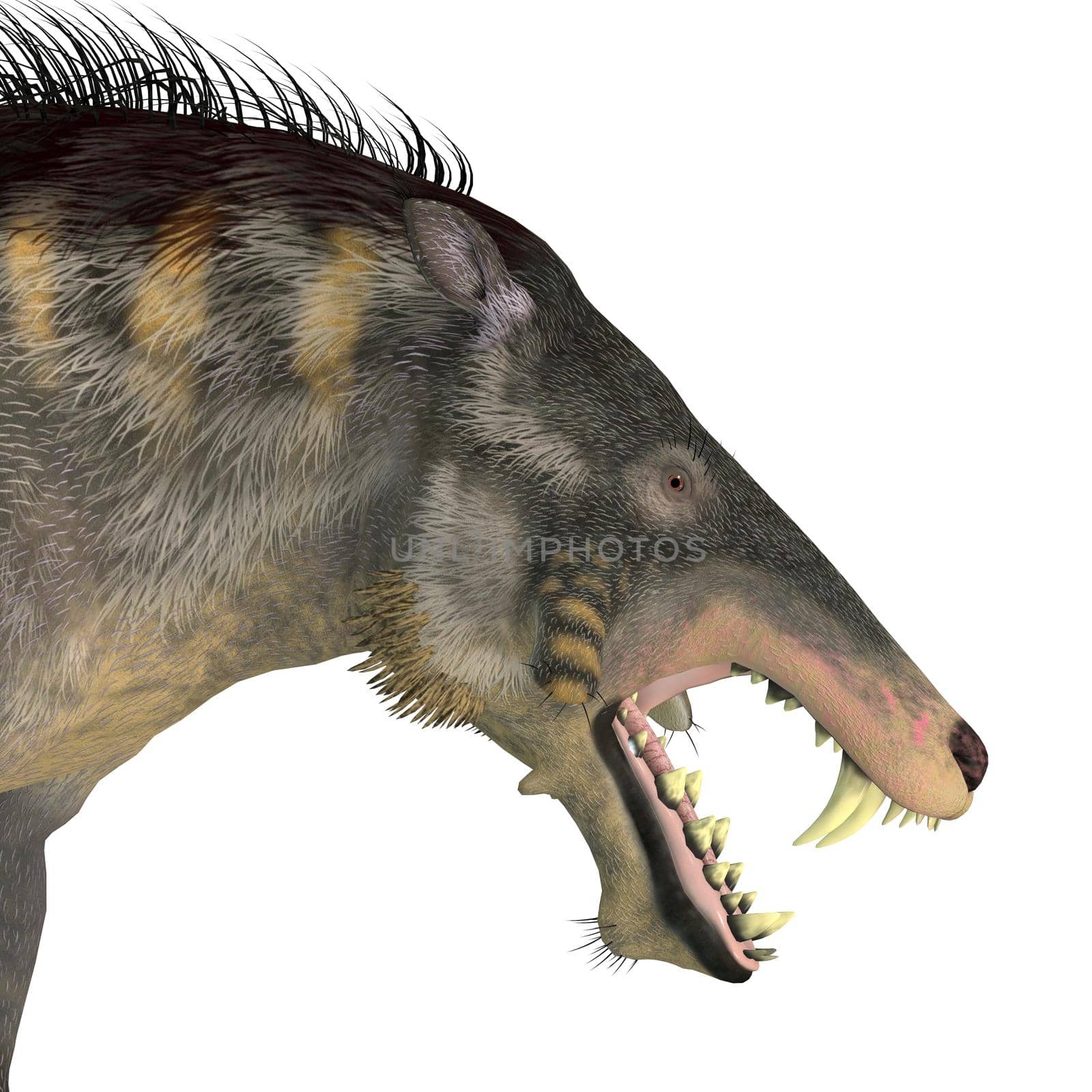 Entelodont was an omnivorous pig that lived during the Eocene and Oligocene Periods of Europe, Eurasia and Asia.
