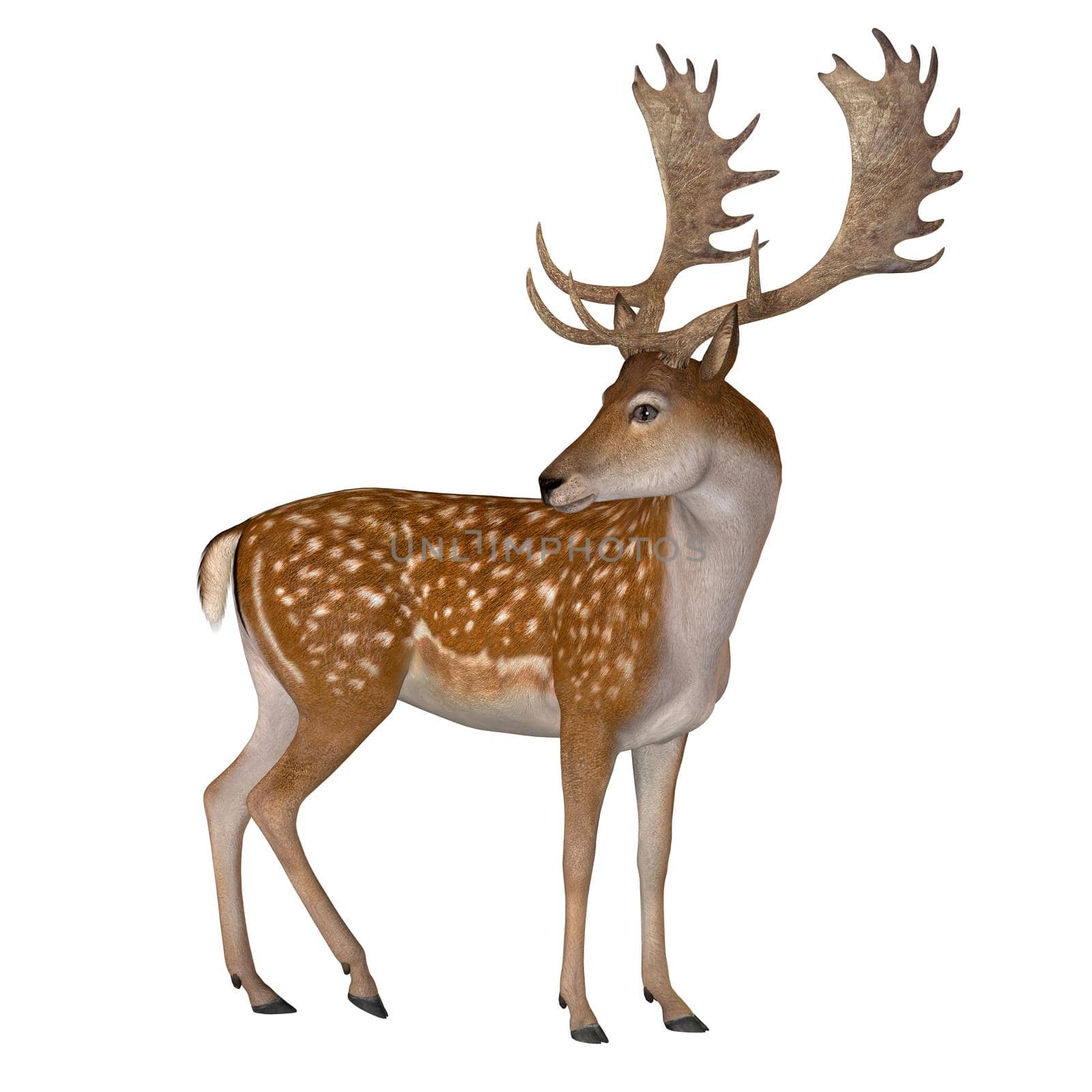 The Fallow deer can be traced back to Pleistocene Period and the species now lives in Europe.