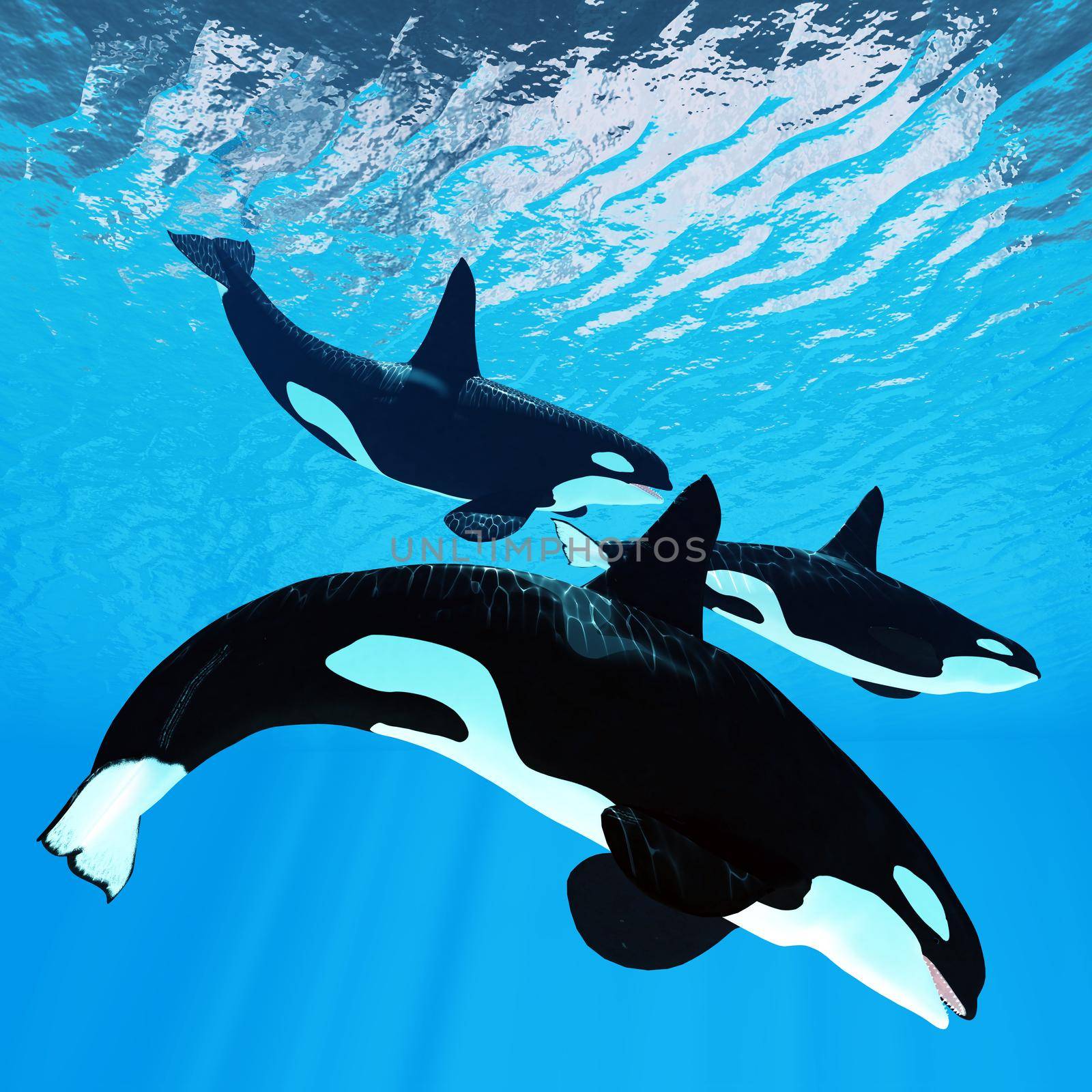 Three male bull Orca whales swim together near the surface of the ocean waves.