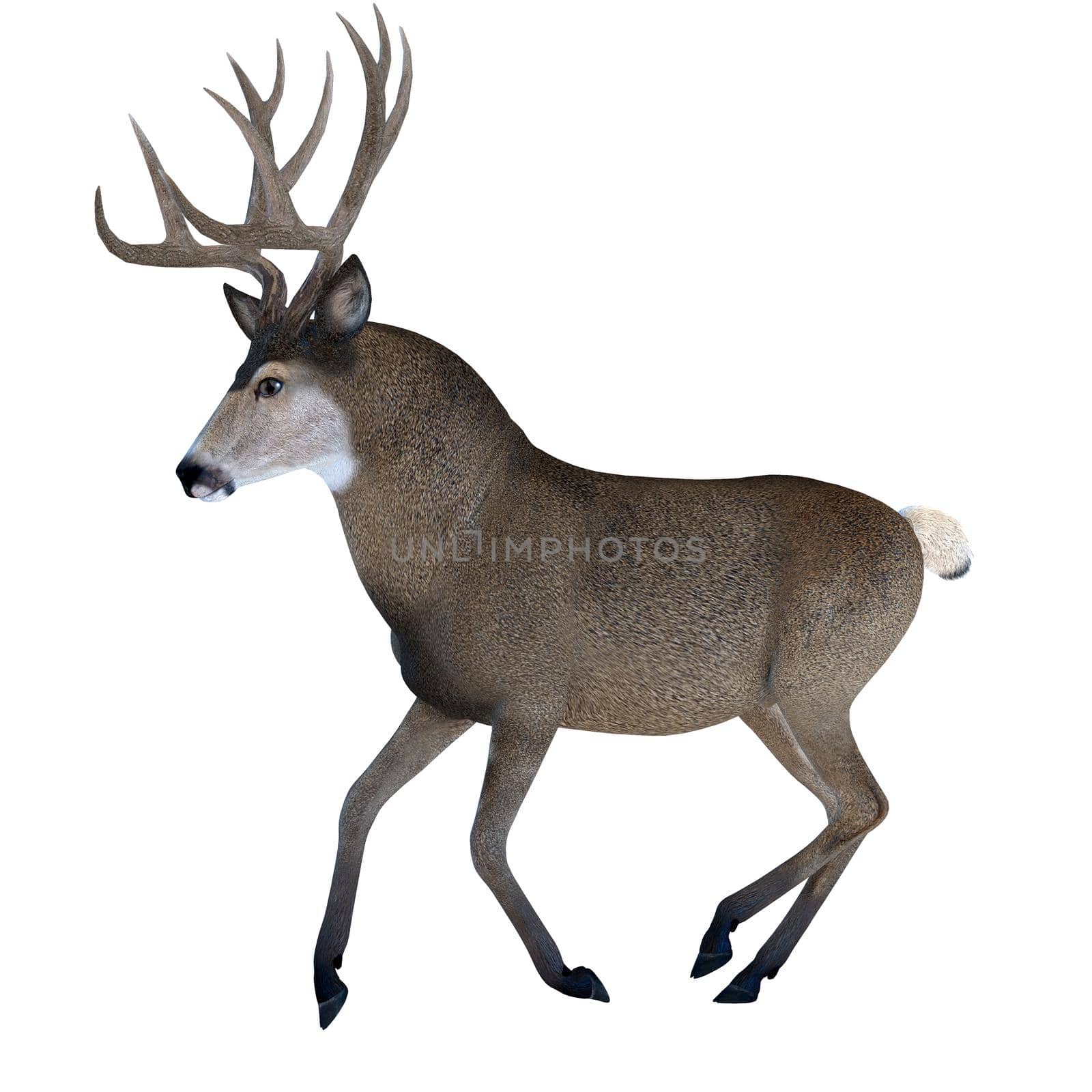 Large ears and spiked antlers are a feature of the Mule deer which lives in the Western North America.