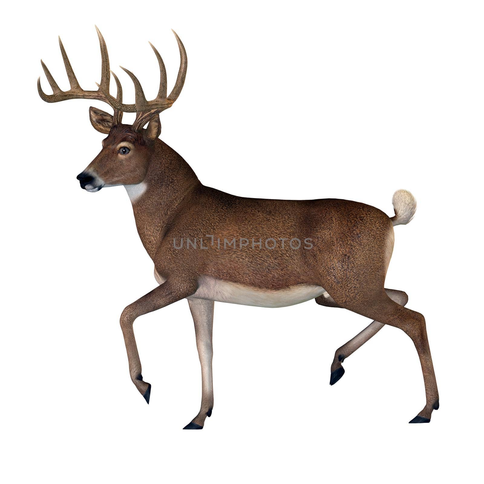 The herbivorous White-tailed deer lives in North and South America and is an abundant species.