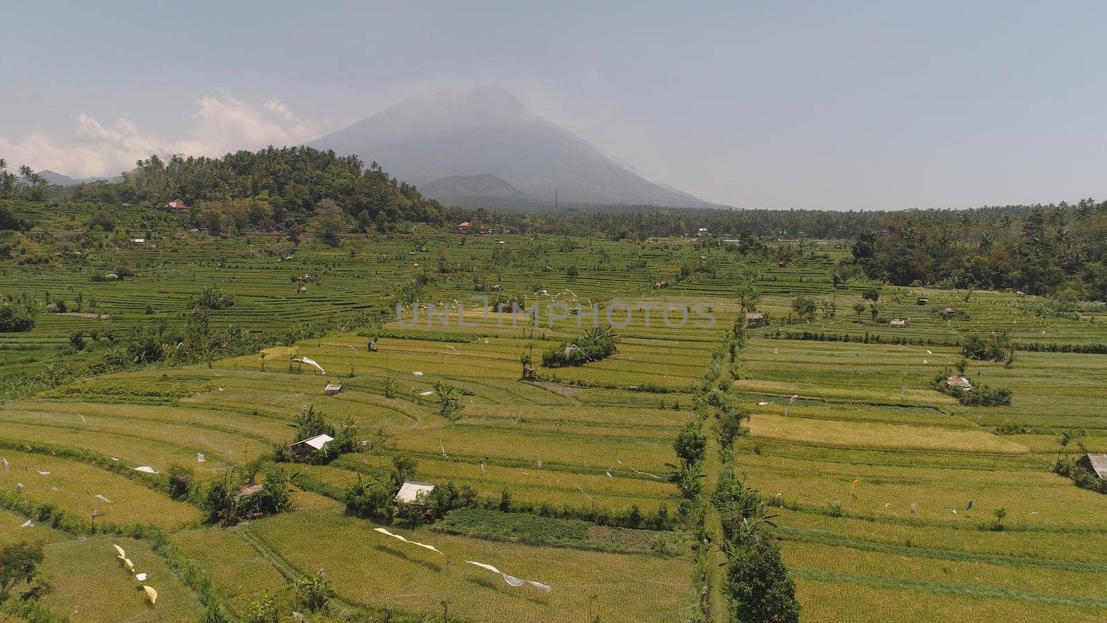 rice fields, agricultural land in countryside. aerial view farmland with rice terrace agricultural crops in rural areas Indonesia
