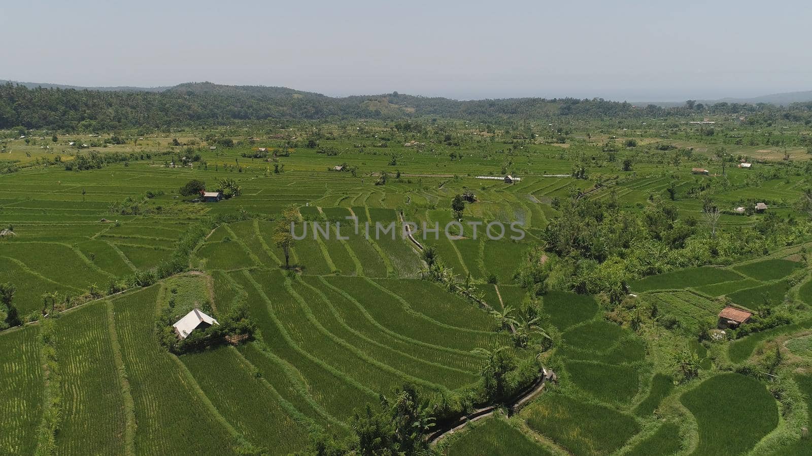rice fields, agricultural land in countryside. aerial view farmland with rice terrace agricultural crops in rural areas Indonesia