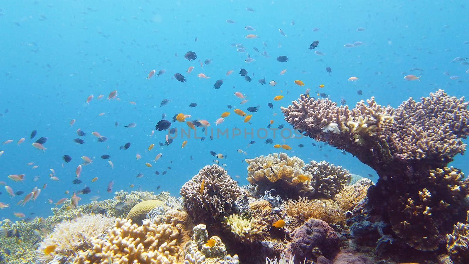 Sealife, Diving near a coral reef. Beautiful colorful tropical fish on the lively coral reefs underwater. Leyte, Philippines.