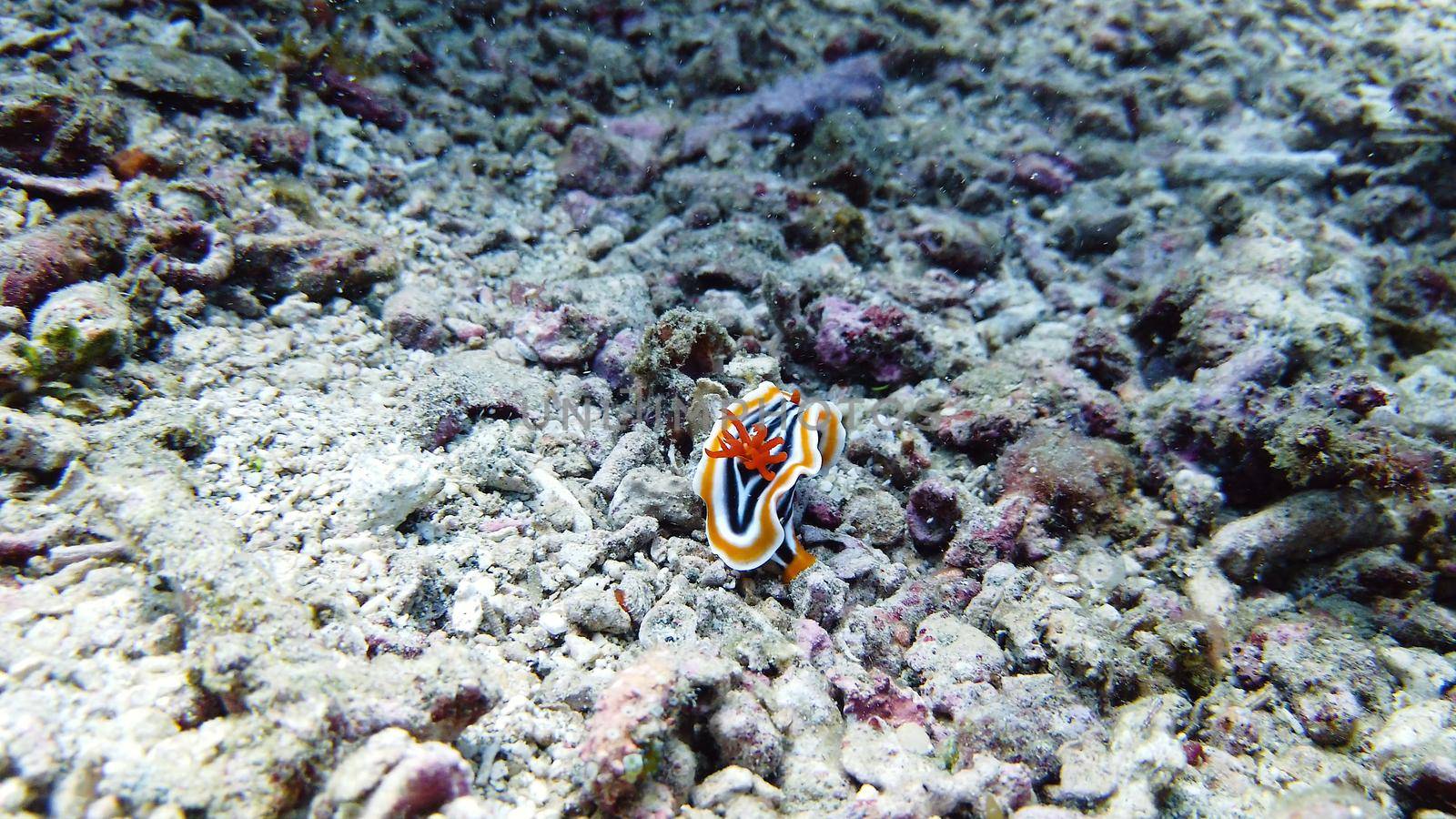 Chromodoris Magnifica nudibranch. They are carnivorous, so their prey includes sponges, sea slugs, anemones, hydroids, barnacles, fish eggs, coral, and other nudibranchs.