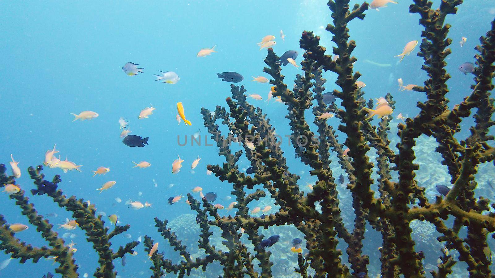 Tropical sea and coral reef. Underwater Fish and Coral Garden. Underwater sea fish. Tropical reef marine. Colourful underwater seascape. Leyte, Philippines.