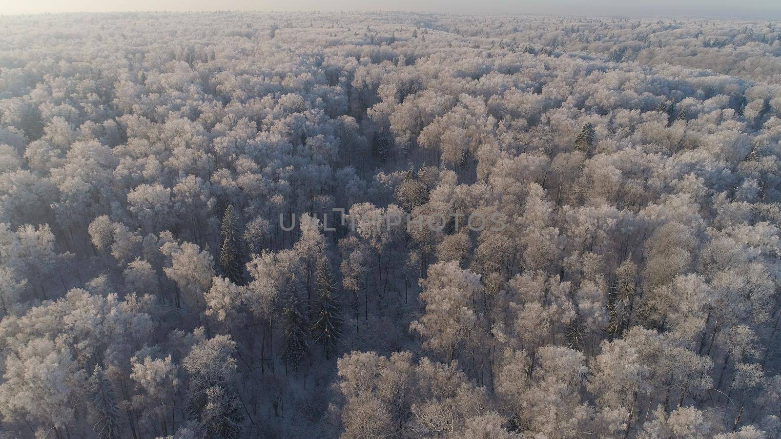 aerial view forest covered snow, frost. Frozen branches with hoarfrost in winter forest on sunny day winter landscape