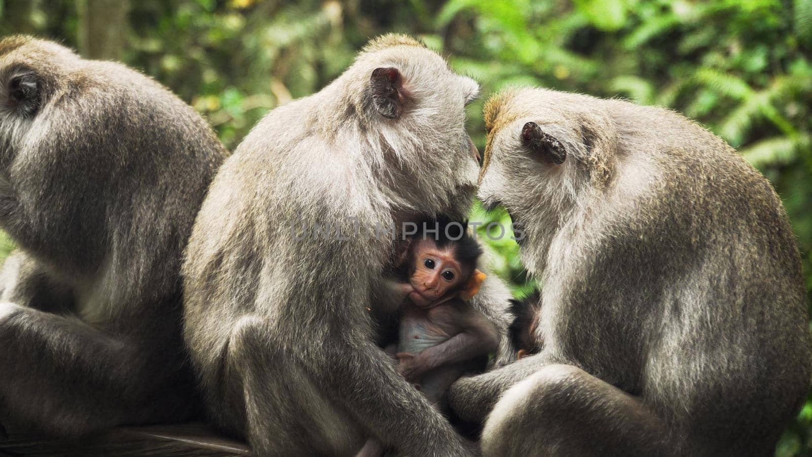 monkey mother breastfeeds baby. Monkey macaque in the rain forest. Monkeys in the natural environment. Bali, Indonesia. Long tailed macaques, Macaca fascicularis