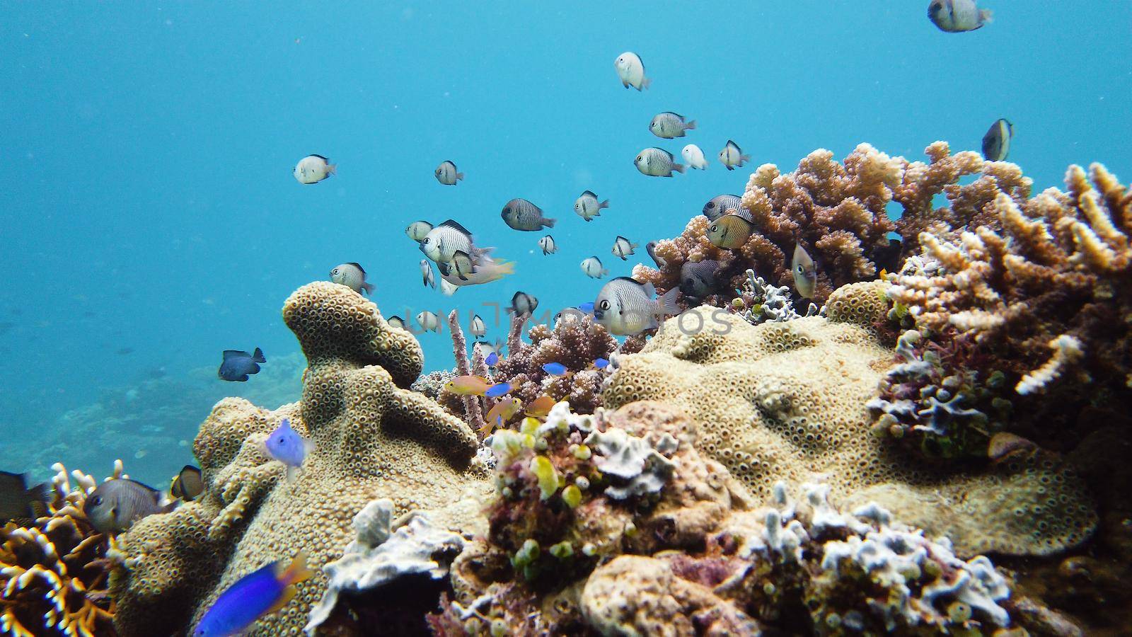 Underwater Scene Coral Reef. Tropical underwater sea fishes. Leyte, Philippines.