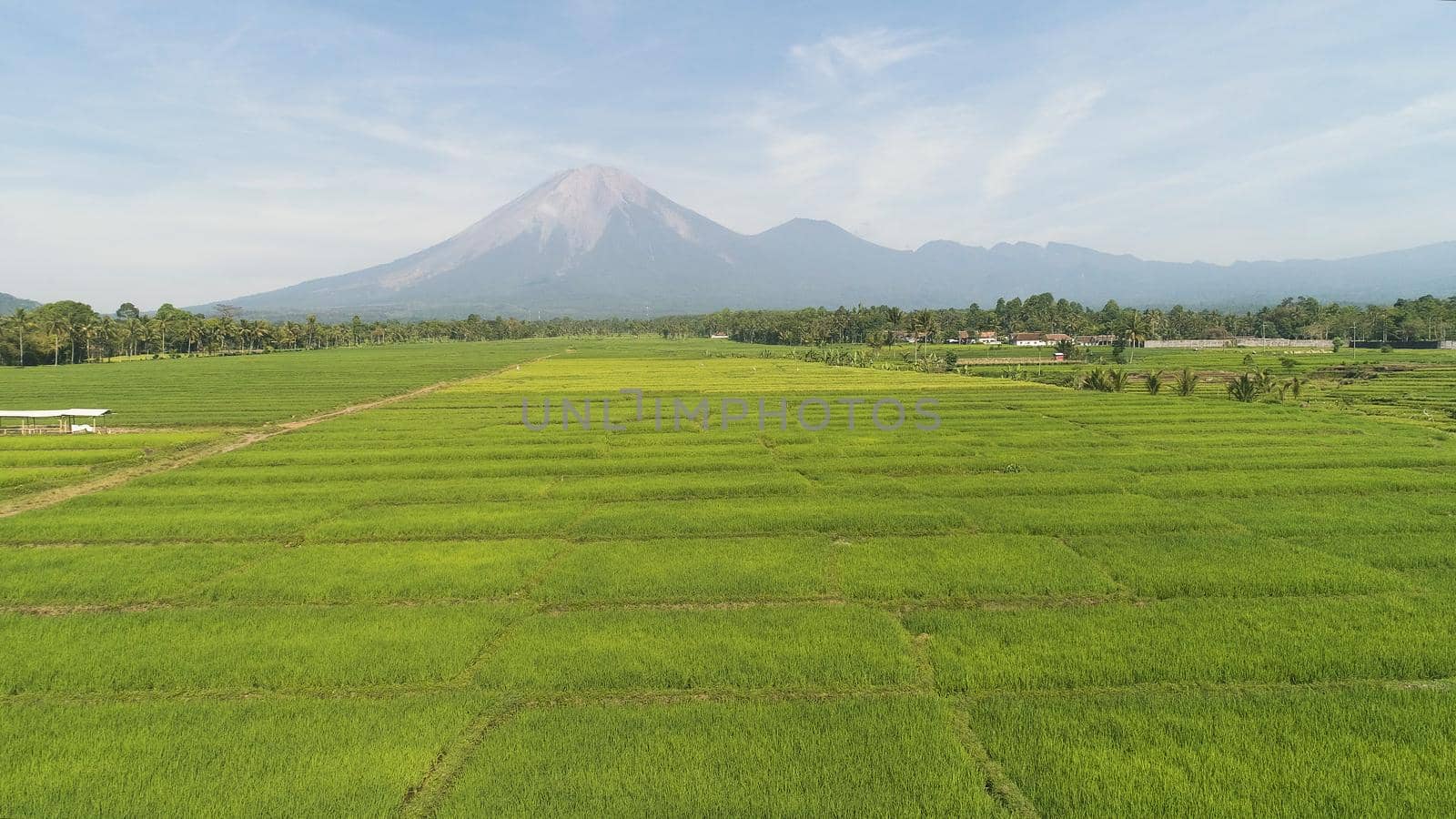 tropical landscape rice fields, mountains, palm trees. aerial view farmland with agricultural crops in rural areas Java Indonesia