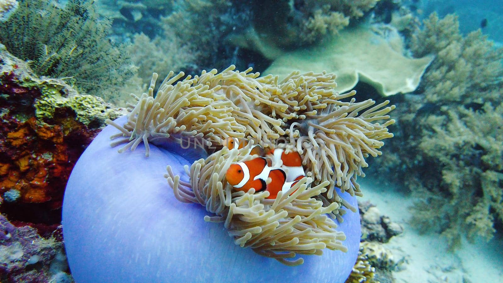 Clown Anemonefish and anemone on coral reef. Underwater world with corals and tropical fishes