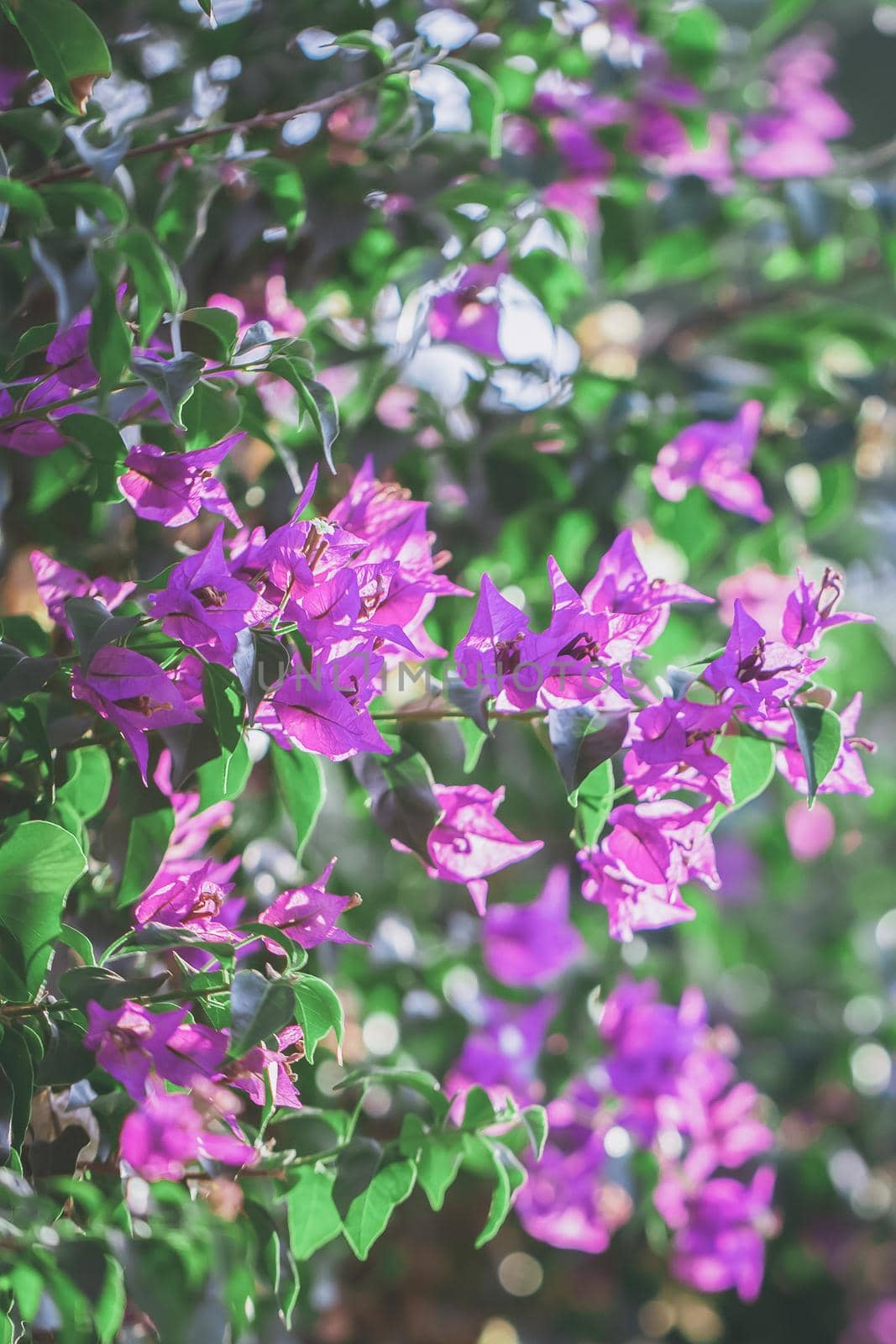 Blooming Purple Bougainvillea, Green Leaves, trees in the background, Bougainvillea spectabilis grows as a woody vine.