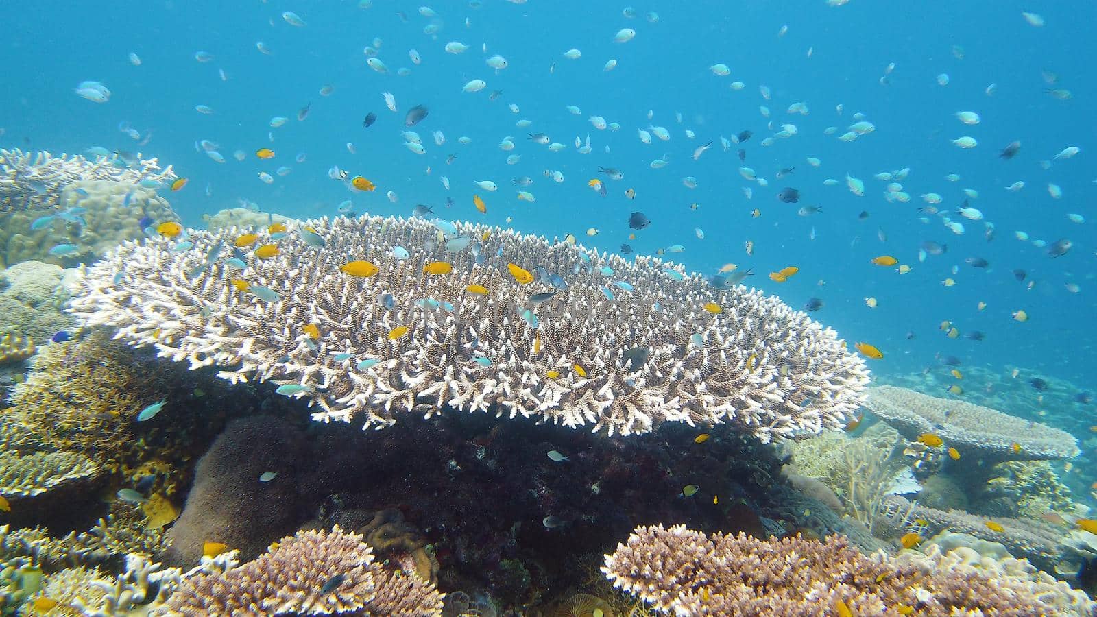 The underwater world of coral reef with fishes at diving. Coral garden under water. Leyte, Philippines.