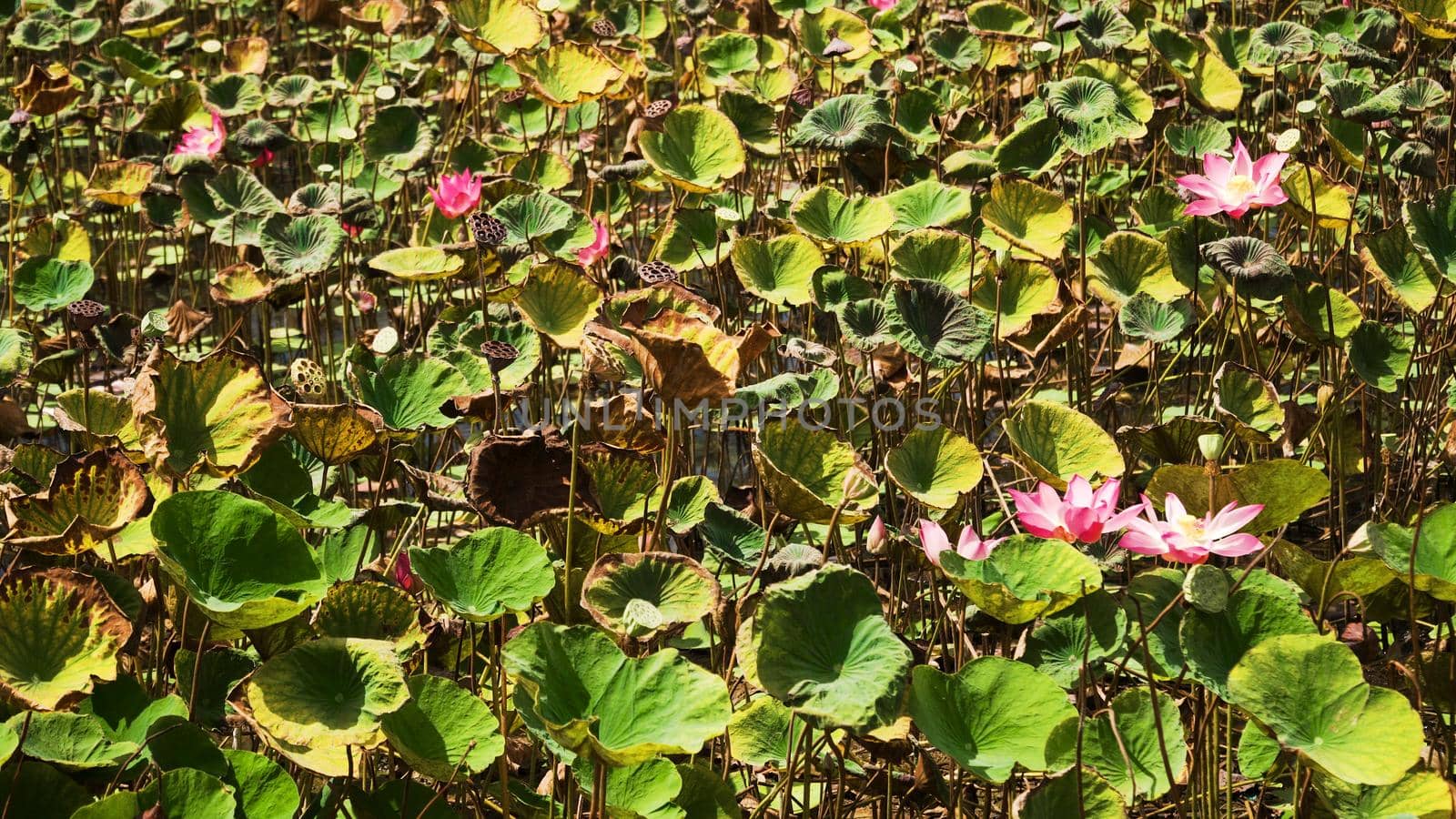 Pink lotus flower plant on lake. Pink lotus flower blooming in river