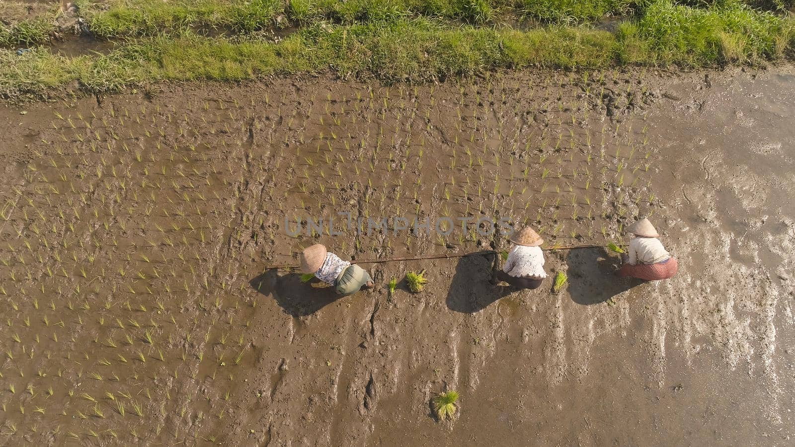 women farmers planting rice while standing in water. aerial view asian female farmer planting rice in field java, indonesia