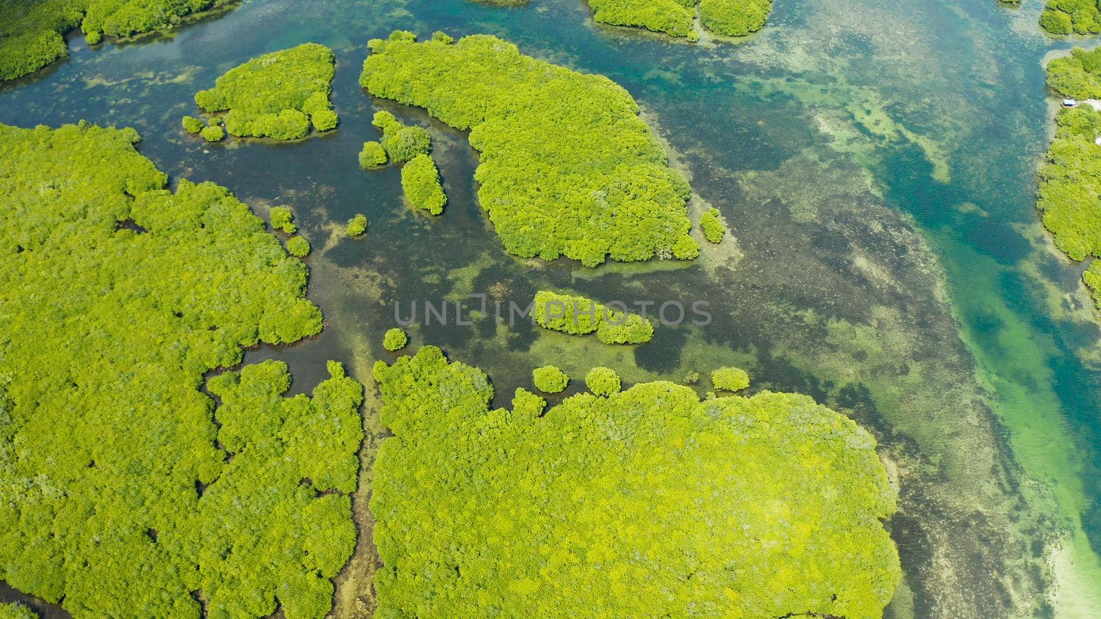Mangrove trees in the water on a tropical island. An ecosystem in the Philippines, a mangrove forest.