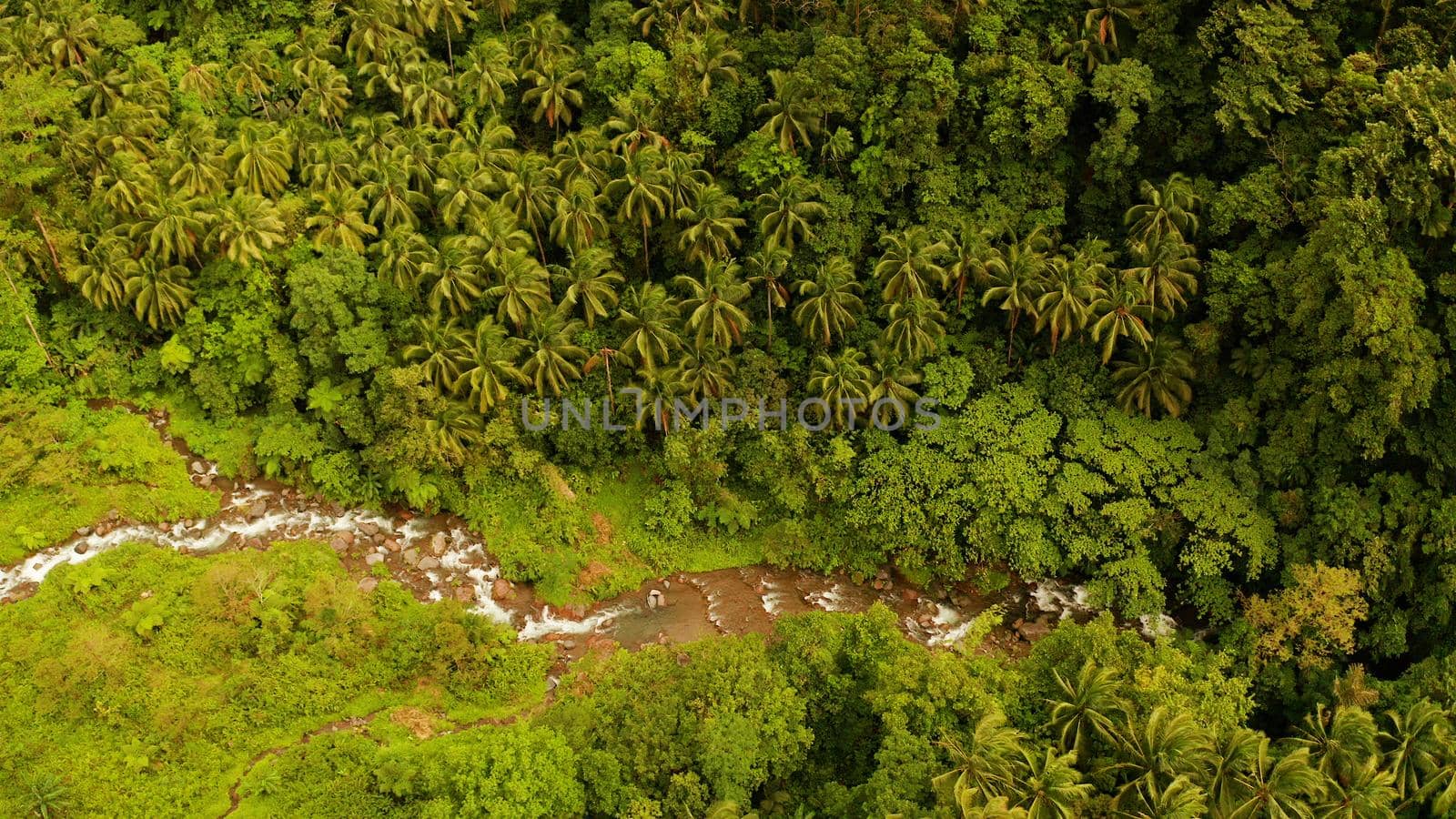River in the rainforest through the green jungle covered with green forest and palm trees aerial view. River in the green forest. Camiguin, Philippines.