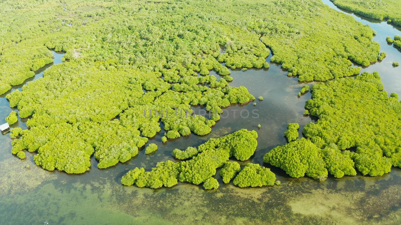 Aerial panoramic mangrove forest view in Siargao island,Philippines. Mangrove landscape