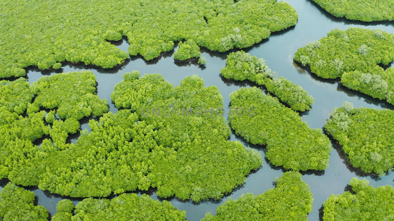 Tropical landscape with mangrove forest in wetland from above on Siargao island, Philippines.