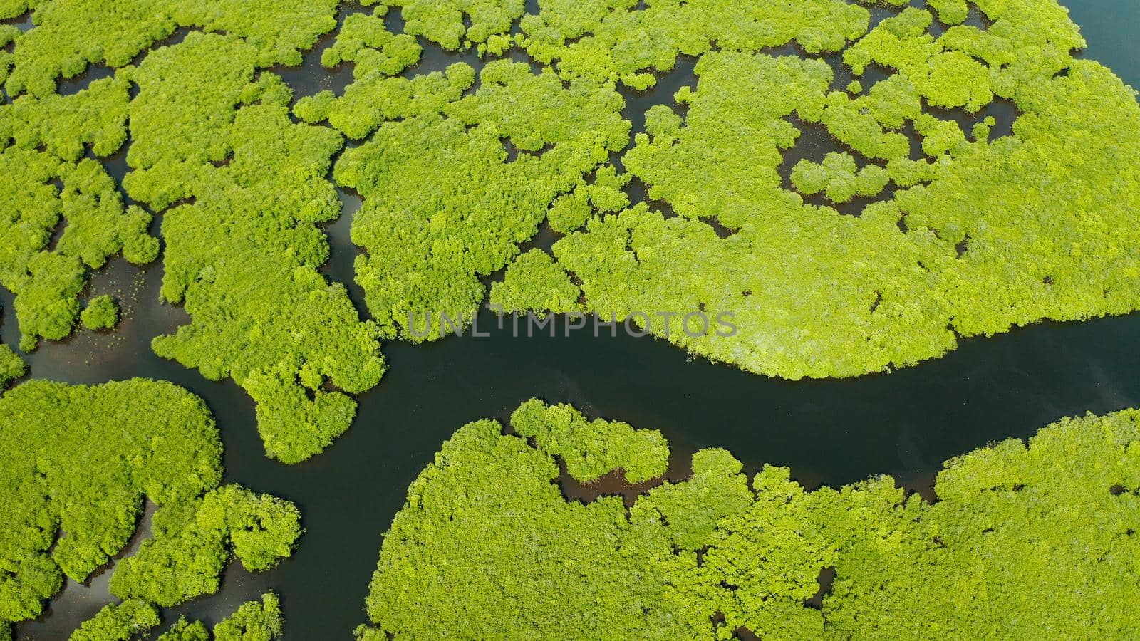 Aerial panoramic mangrove forest view in Siargao island,Philippines. Mangrove landscape