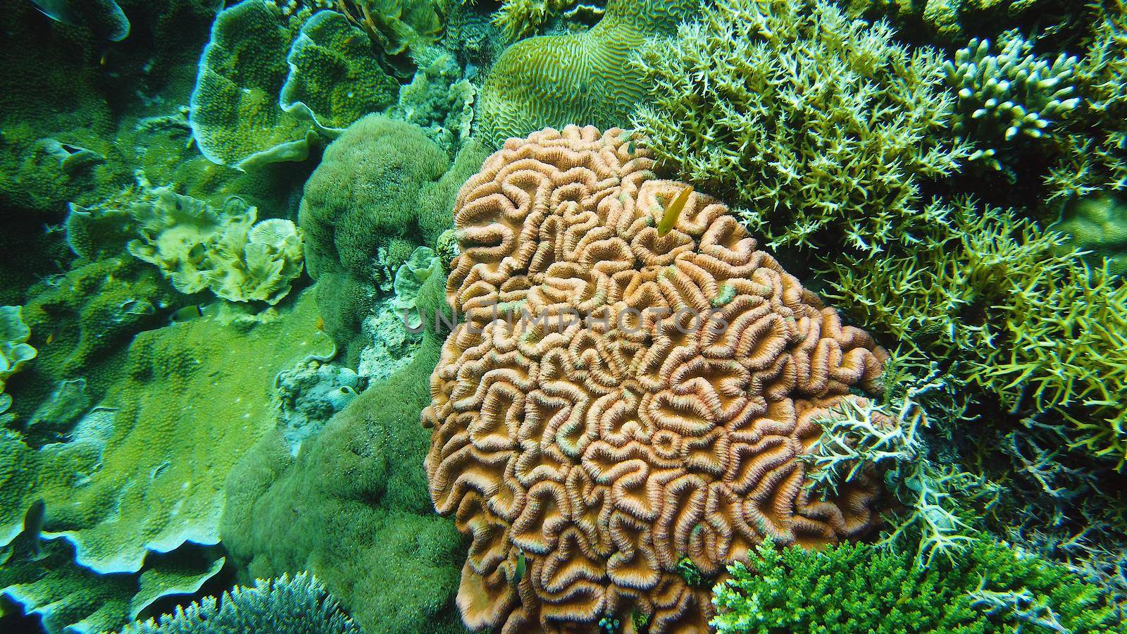 Tropical Fish Corals Marine Reef. Underwater Sea Tropical Life. Tropical underwater sea fishes. Underwater fish reef marine. Tropical colorful underwater seascape. Leyte, Philippines.
