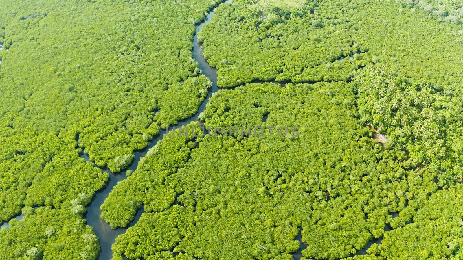River in tropical mangrove green tree forest top view. Mangrove jungles, trees, river. Mangrove landscape