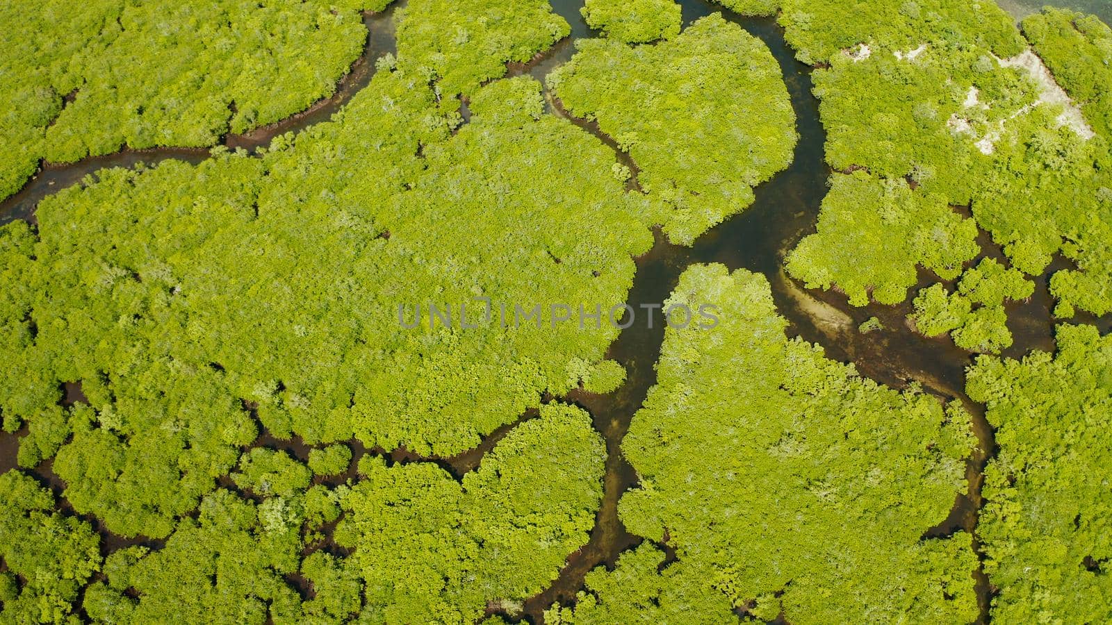 Mangrove trees in the water on a tropical island. An ecosystem in the Philippines, a mangrove forest.