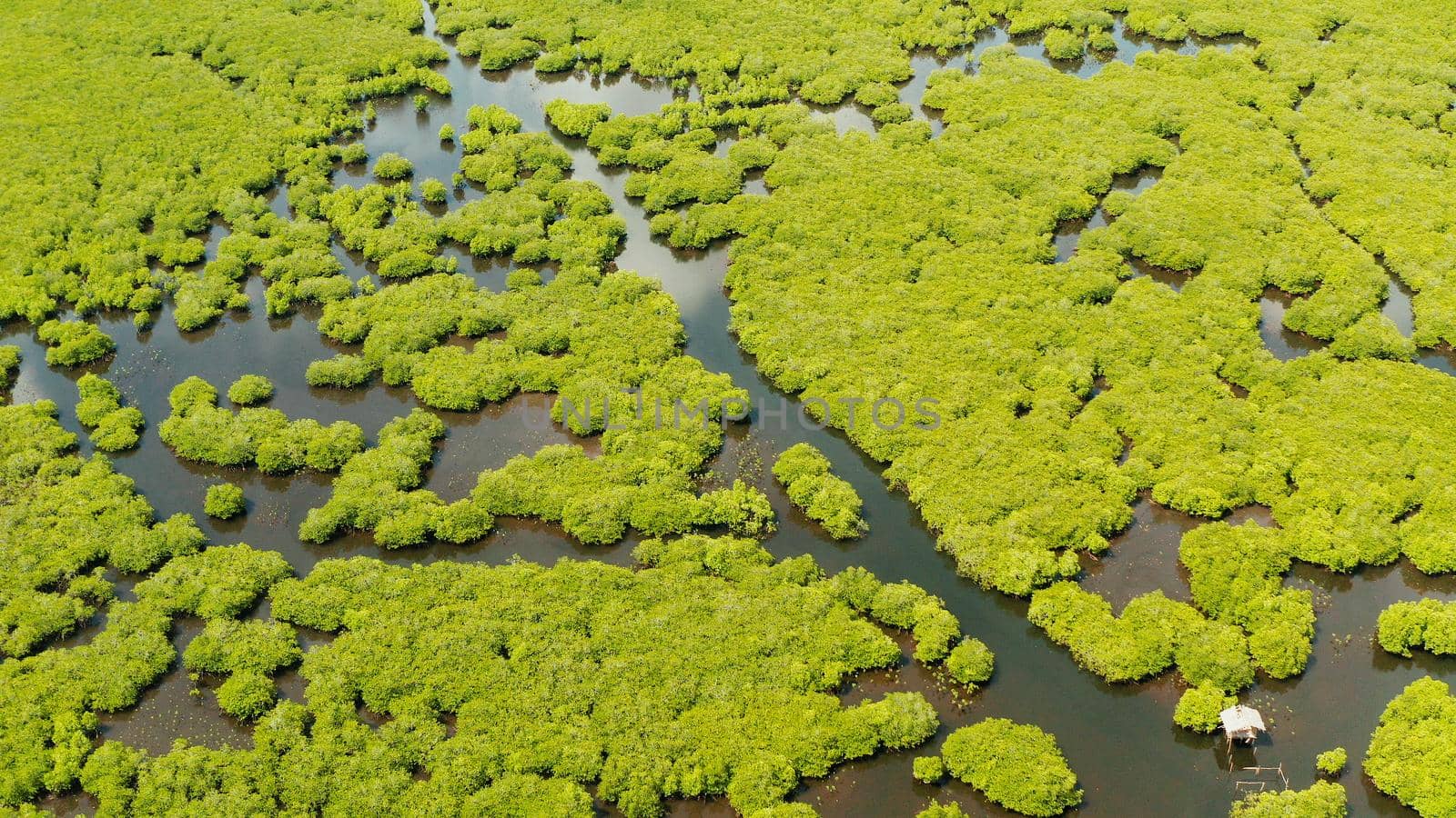 Aerial view of rivers in tropical mangrove forests. Mangrove landscape, Siargao,Philippines.
